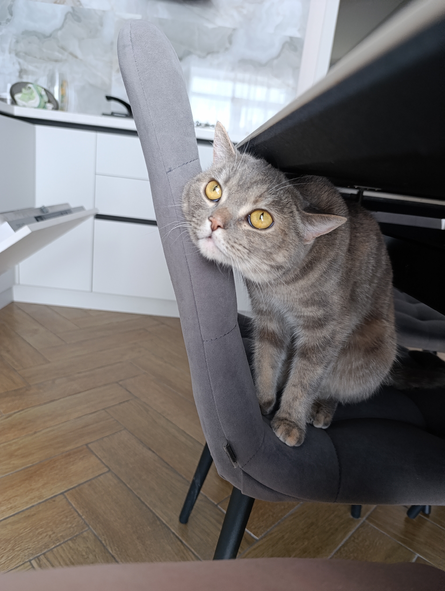 A gray tabby cat with yellow eyes sits on a gray upholstered chair under the edge of a dark table. The chair is situated in a room with herringbone-patterned flooring, white kitchen cabinets with dark countertops, and a white marble backsplash. The location is the city of Chaikovsky, Russia.