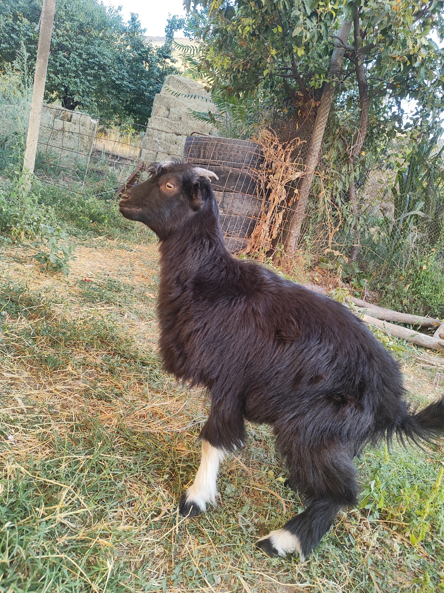 A young, black, shaggy goat with white hooves stands in a grassy, dry yard in Sultonobod, Tajikistan. The goat is positioned facing left, with its head turned upwards and to the left, exposing its golden-brown eye. In the background, a chain-link fence encloses bales of hay stacked behind it. Beyond the fence, a tree with green leaves and a thick trunk stands to the right of the hay bales, with more greenery and trees in the distance, suggesting an outdoor, rural setting. The ground is covered with dry grass and some sparse green vegetation. A gray, cylindrical post is visible on the far left of the frame.
