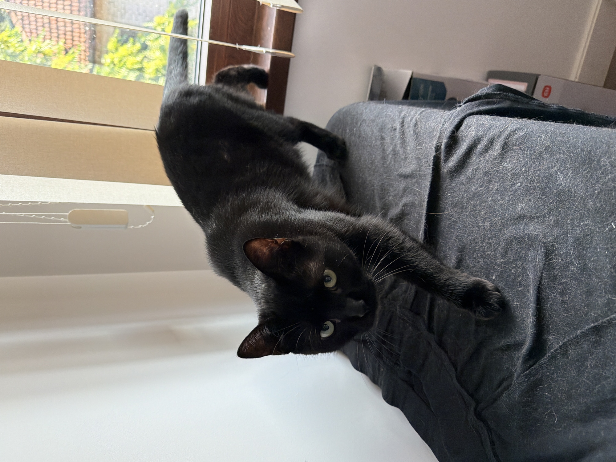 A black cat with green eyes is positioned in the foreground of the image, walking on a dark fabric surface. The cat's body is angled towards the left, with its front left paw extended forward. The background features a window with vertical blinds partially drawn, revealing greenery and a tiled roof outside. The room appears to be indoors, with a white wall on the left side and a wooden window frame. The scene is likely a domestic setting within the city of Gabrovo, Bulgaria, given the typical architecture suggested by the visible roof.