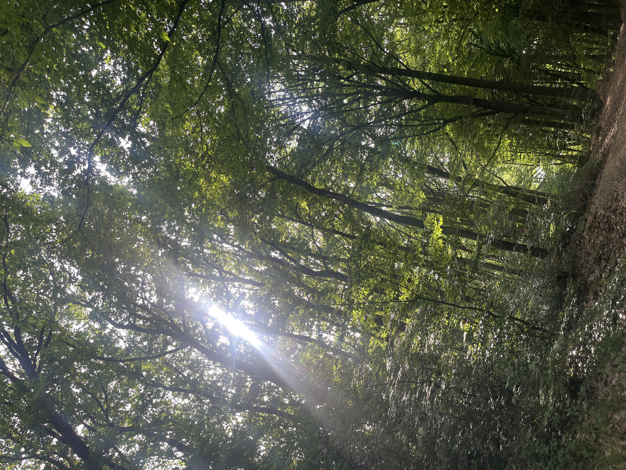 The image shows a sunlit path through a dense forest. Sunlight filters through the canopy, creating bright flares and illuminating the leaves. A dirt path runs along the right side of the frame. The location is likely near Onokivtsi, Ukraine, based on provided information. No people are visible. The scene depicts a natural environment, emphasizing the interplay of light and shadow within the forest.