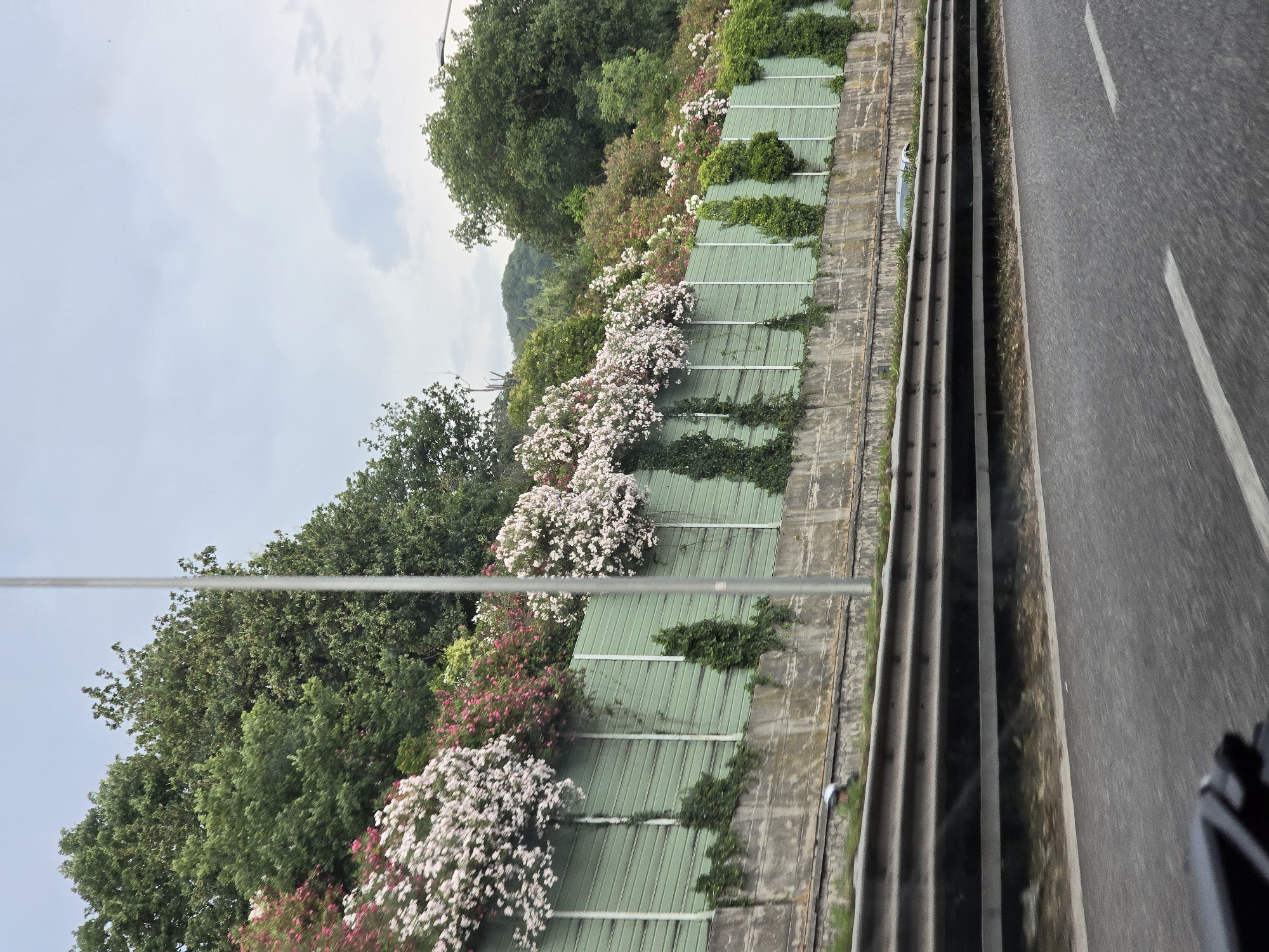 The image shows a road, likely a highway, with a sound barrier in the background. The sound barrier is green and has a line of trees and flowering bushes planted along its top. The trees are lush and green, and the flowering bushes are covered in white and pink blooms. The road is asphalt and has white lane markings. In the background, there are green hills. The sky is overcast. The image is taken from a moving vehicle, as indicated by the blur in the foreground. The location is specified as the city of Salerno, Italy.