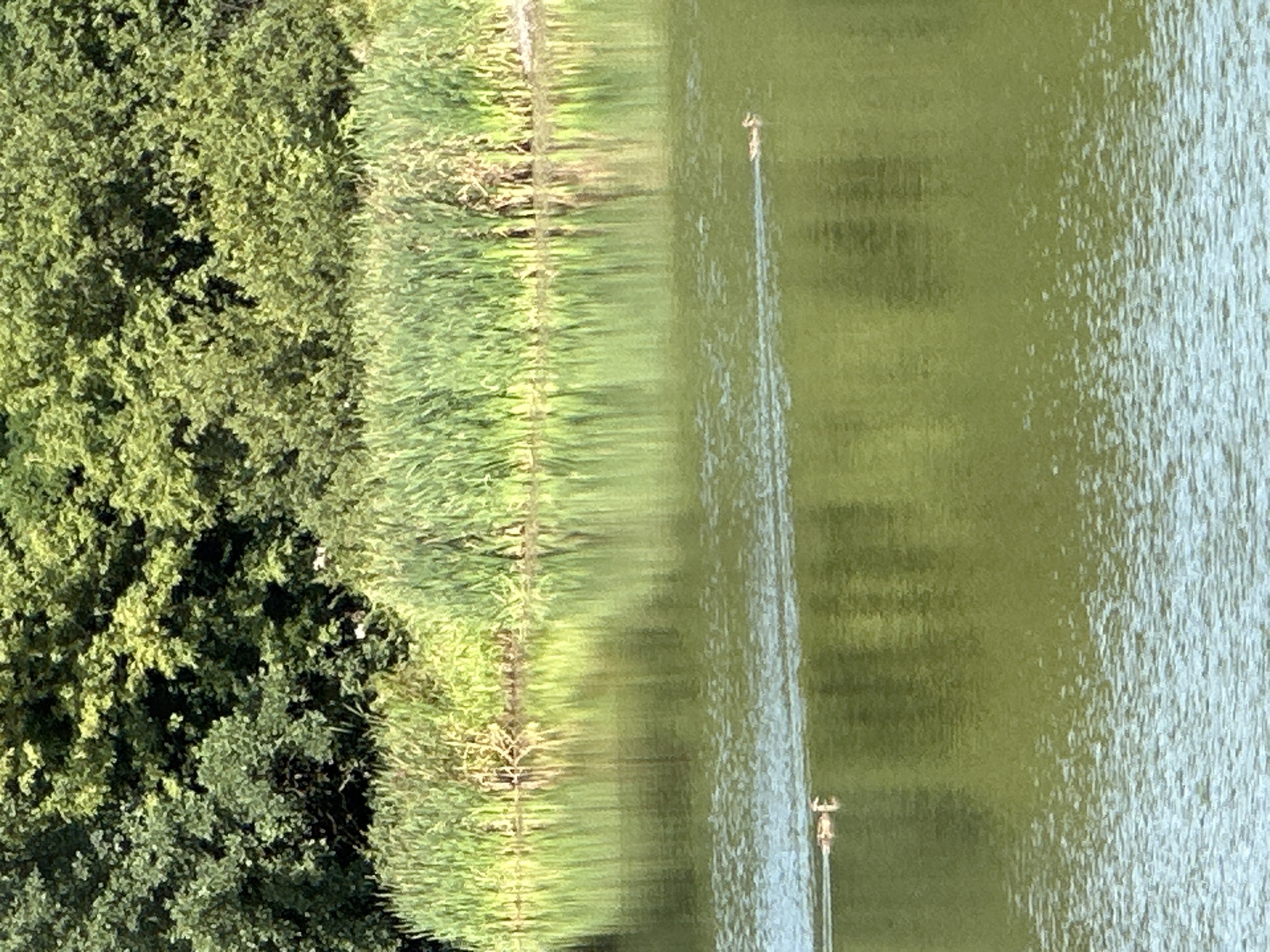 The image captures a tranquil scene at a body of water in Shatava, Ukraine. The foreground is dominated by a calm, greenish-hued lake, its surface gently disturbed by ripples. A faint reflection of the lush vegetation along the shore can be observed on the water's surface. Two ducks are visible swimming across the lake, leaving subtle trails behind them. In the mid-ground, a dense line of tall, green reeds grows along the water's edge, creating a natural border. The background is filled with a dense canopy of mature trees, their foliage a vibrant green, indicative of a summer setting. The overall impression is one of natural serenity and a peaceful, undeveloped environment.