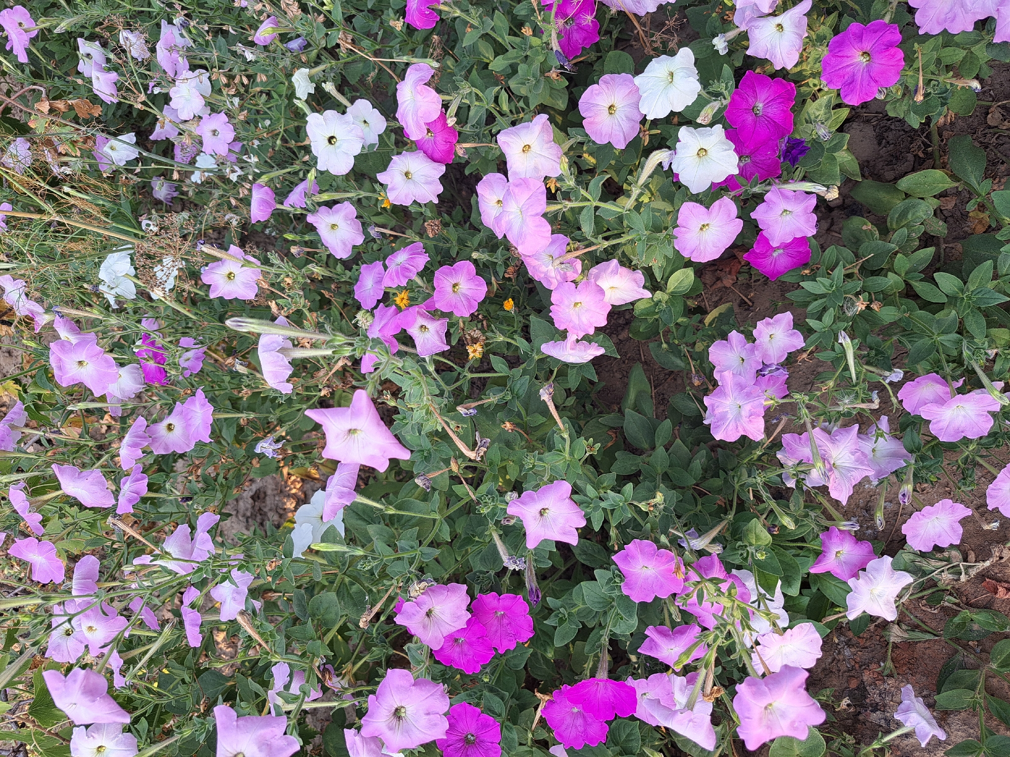 The image displays a dense bed of petunias in bloom, featuring a variety of colors including light pink, deep magenta, and white. The flowers are a mix of open blooms and buds, interspersed with green foliage. The ground beneath the flowers appears to be soil. This scene is located in Vypasne, Ukraine, specifically in a garden setting. No people or animals are visible in the image.