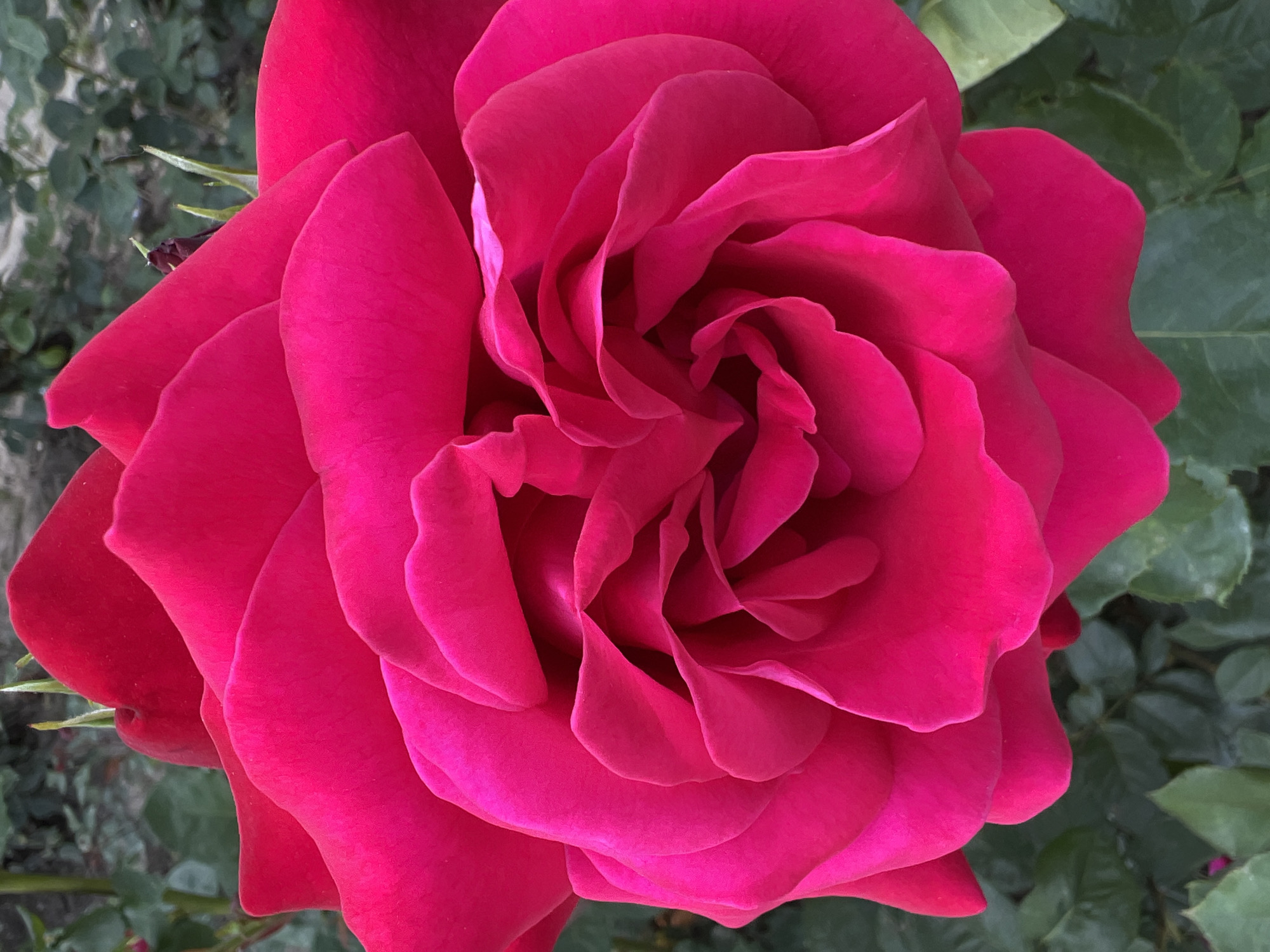 This image displays a close-up, high-angle view of a single, vibrant magenta rose in full bloom, located in Krasnodar, Russia. The rose occupies the majority of the frame, with its numerous petals tightly packed and spiraling towards the dark, indistinct center. The petals exhibit a rich, uniform magenta hue with subtle variations in light and shadow highlighting their soft, velvety texture and undulating edges.
In the upper and lower portions of the background, out-of-focus dark green foliage is visible, suggesting a garden or natural setting. Small, sharp green points, likely sepals or new growth, are faintly discernible emerging from behind the upper petals. No people, discernible objects other than the rose and foliage, or specific actions are depicted in the scene. The ambient lighting appears soft and even, illuminating the rose without harsh shadows.