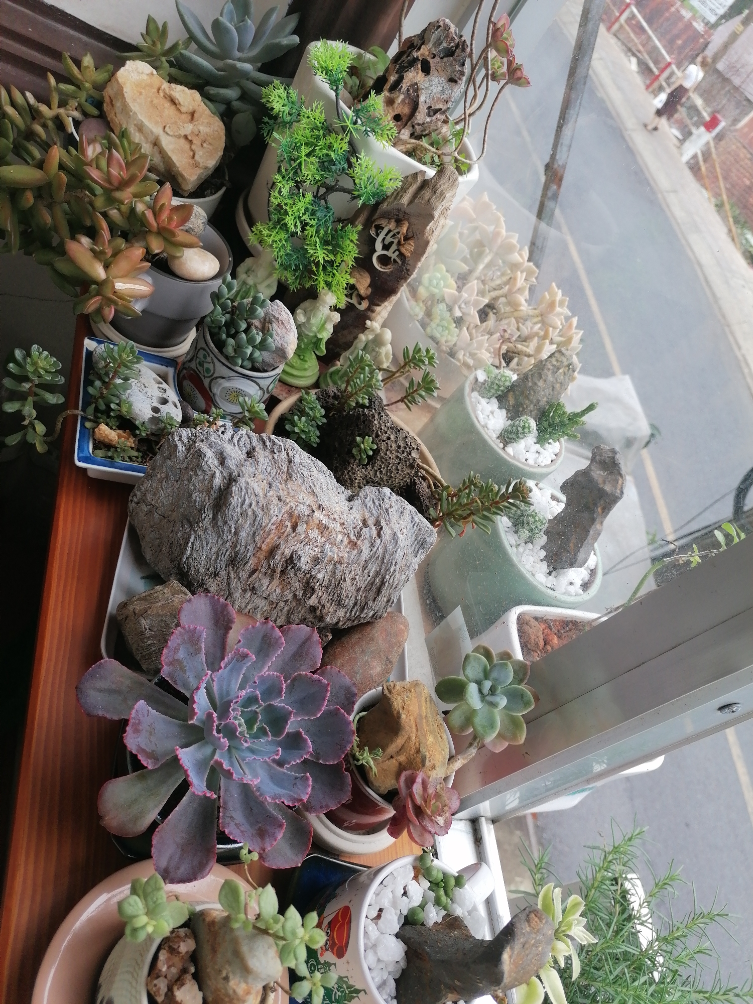 The image shows a collection of potted succulents and plants arranged on a wooden surface, likely a windowsill, inside a building. A large rock is centrally located among the plants. Various types of succulents are present, including Echeverias and Sedums, arranged in pots of different shapes, colors, and materials (ceramic, terracotta, plastic). Decorative stones, pebbles, and wood pieces are used as embellishments in some of the pots.
Outside the window, a street scene is visible. A pedestrian is walking on the sidewalk. A red and white barrier is present in the street. The background scene suggests a location in a city or town. There is no way to ascertain that this is Da Lat, Vietnam.