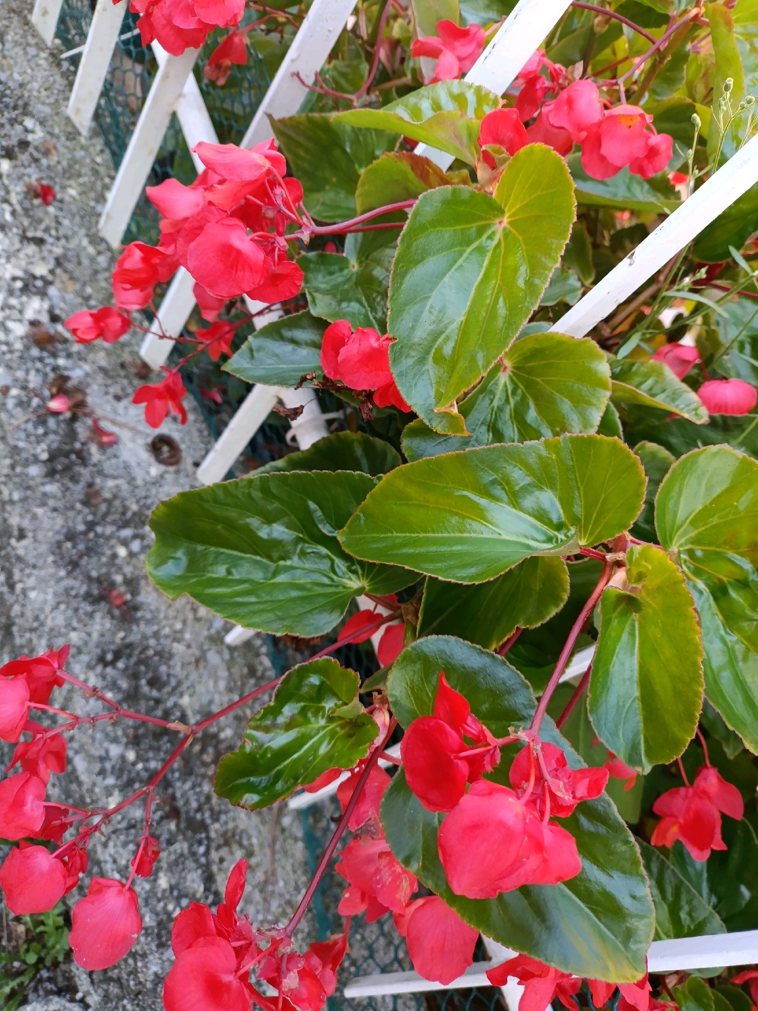 A close-up, eye-level, medium shot captures a cluster of vibrant red begonia flowers and their glossy green leaves. The plants are situated next to a white picket fence, partially obscuring a green mesh fence behind it. The background consists of a rough, grey stone surface. The lighting suggests it is daytime, with sunlight illuminating the scene and reflecting off the waxy leaves. The photograph was taken in Grad Opatija, Croatia.