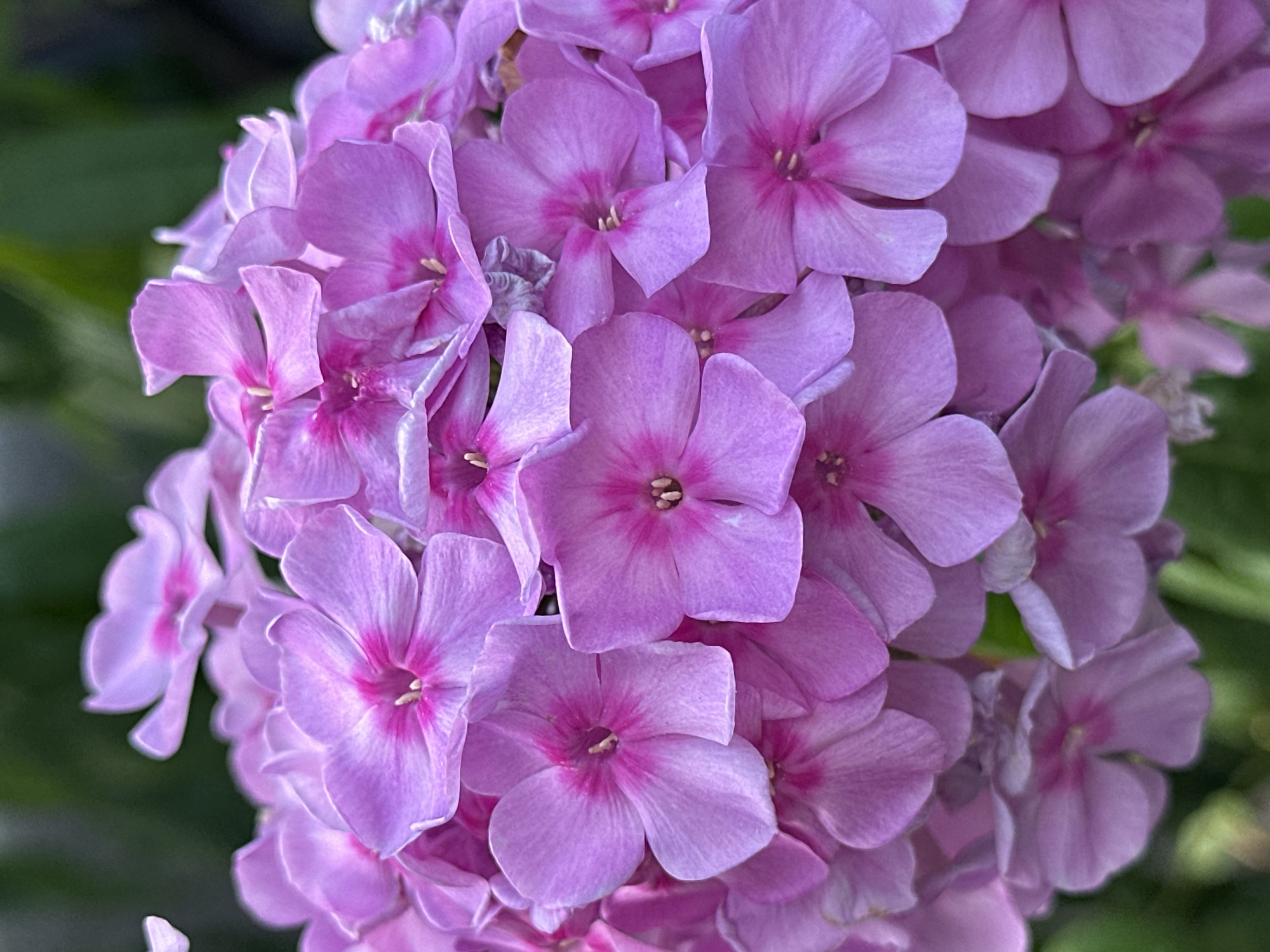 This is a close-up, eye-level, vertical shot of a cluster of pale purple phlox flowers with darker pink centers. The petals are slightly cupped, and many of the flowers are in full bloom, creating a dense, almost spherical arrangement. The background is softly blurred, showing hints of dark green foliage, suggesting an outdoor setting. The lighting appears to be natural, with soft highlights on the petals. The image does not contain any people, actions, or interactions, and there is no information about its location in Yessentuki, Russia.