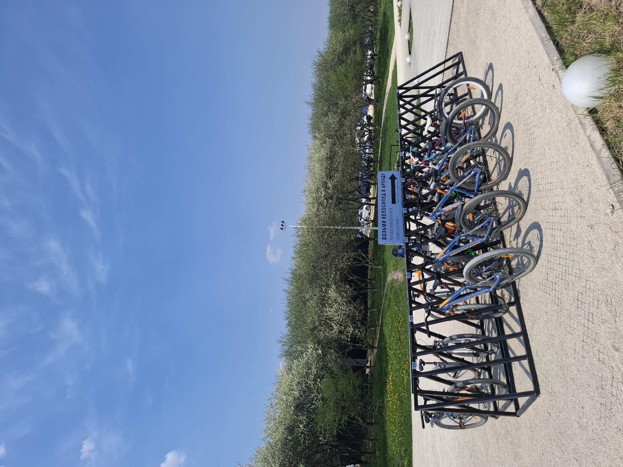 The image shows a bicycle rack in the city of Алисово, Russia. The rack is made of black metal and contains several bicycles. A sign written in Russian is attached to the rack with an arrow pointing towards the bikes for rent. The ground is made of light-colored paving stones. There is a line of trees in the background and a blue sky with a few clouds.