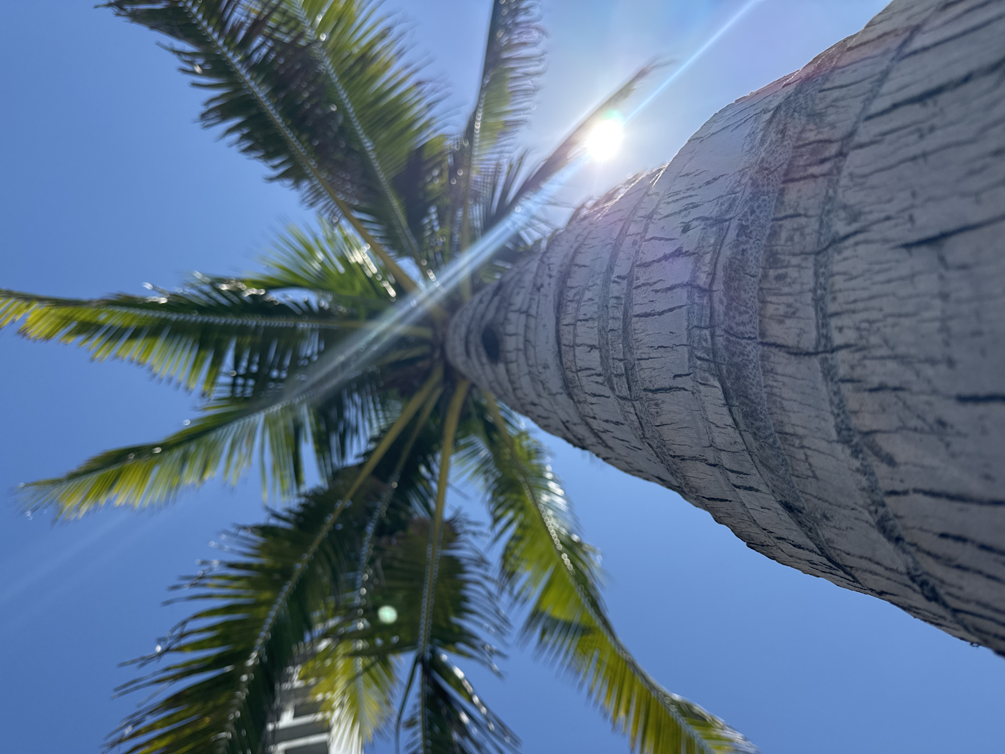 An upward shot of a palm tree against a clear blue sky shows the rough, textured trunk of the tree in the foreground, with the fronds stretching out above and to the sides. The sun is visible through the fronds, creating lens flare and highlighting the tropical setting. The image is taken from a low angle, emphasizing the height of the palm tree. The scene is likely in a coastal area, given the presence of a palm tree and bright sunlight, possibly in Bac Nha Trang Ward, Vietnam, known for its beaches and palm-lined avenues.