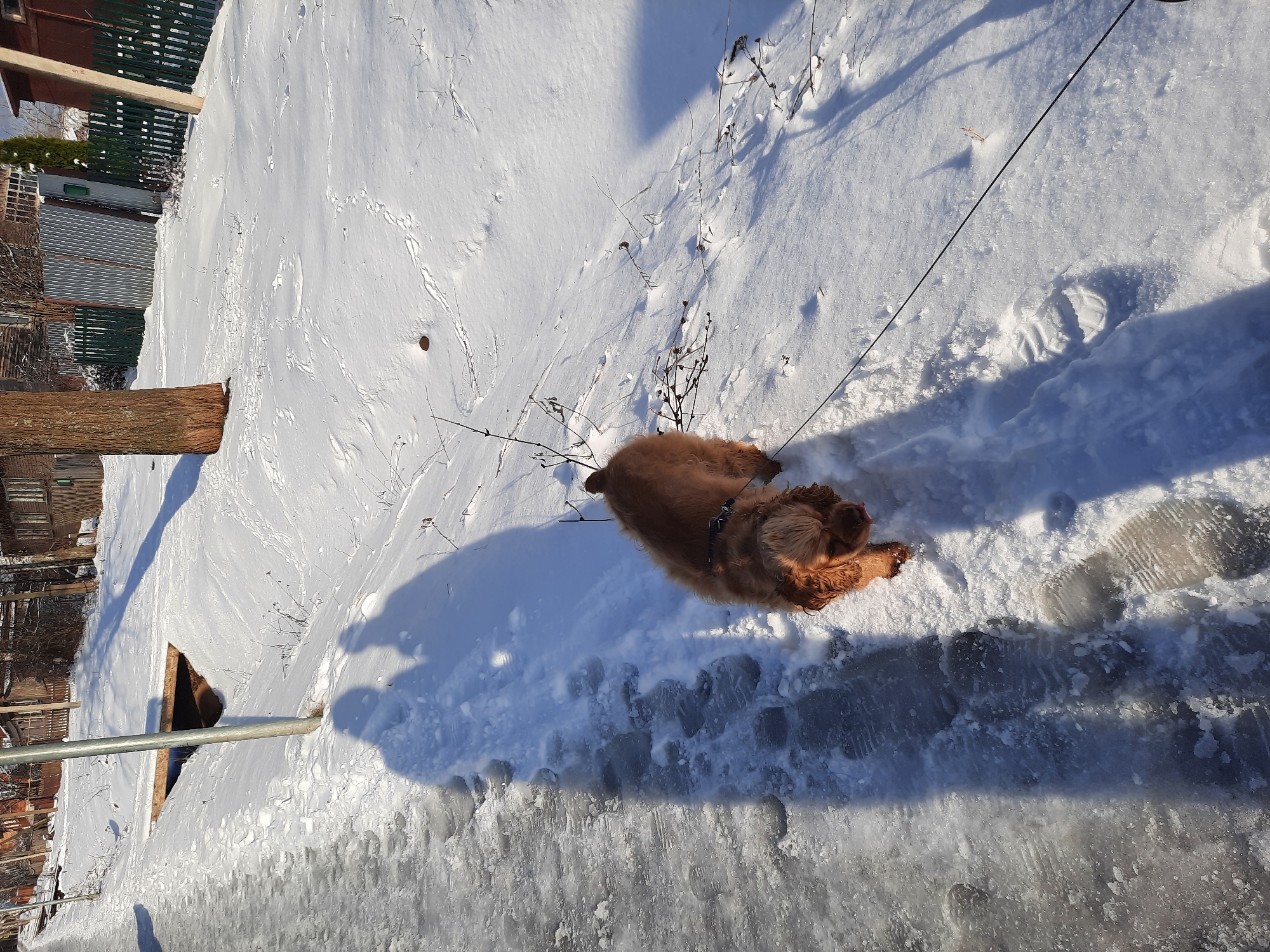 This high-angle outdoor shot captures a reddish-brown dog on a snow-covered landscape under bright, clear sunlight, likely in Krasnogorskoye, Russia. The dog, possibly a Cocker Spaniel, is seen from above, appearing to be lying or resting on the snow with its tongue slightly out. It wears a dark collar, and a black leash extends from it towards the upper right of the frame, out of view.
The ground is heavily covered in snow, which varies in texture. In the foreground, it appears compacted and icy, forming a clear path with distinct human boot prints and dog paw prints. Further back, the snow seems softer, with subtle irregularities and small, dried plant stalks and branches poking through. Long, prominent shadows are cast across the snow by unseen objects, the dog, and a vertical metallic pole in the lower-left, indicating a sunny day with a relatively low sun angle (morning or late afternoon).
In the background, glimpses of human infrastructure are visible, including a wooden fence with green slats and what appears to be a corrugated metal building or garage. A large wooden log or post stands upright on the left side of the frame. There's also a dark, triangular opening in the snow further back on the left, possibly a frozen ditch or part of a small structure. The overall scene depicts a calm winter day, with the dog enjoying the snowy environment. No visible text is clearly legible in the image.