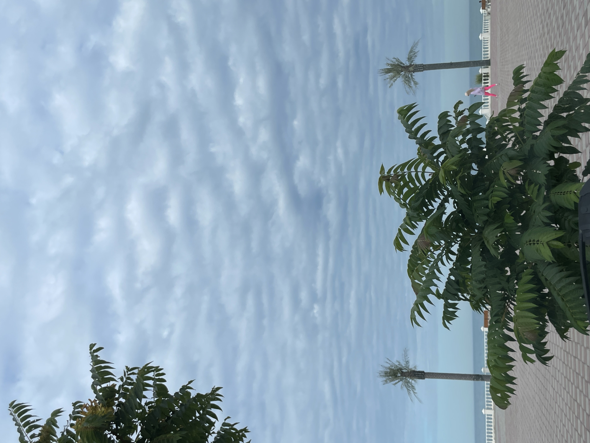 A person in pink leggings and a white sweatshirt walks by a palm tree near the Caspian Sea in Aktau, Kazakhstan. The sky is cloudy.