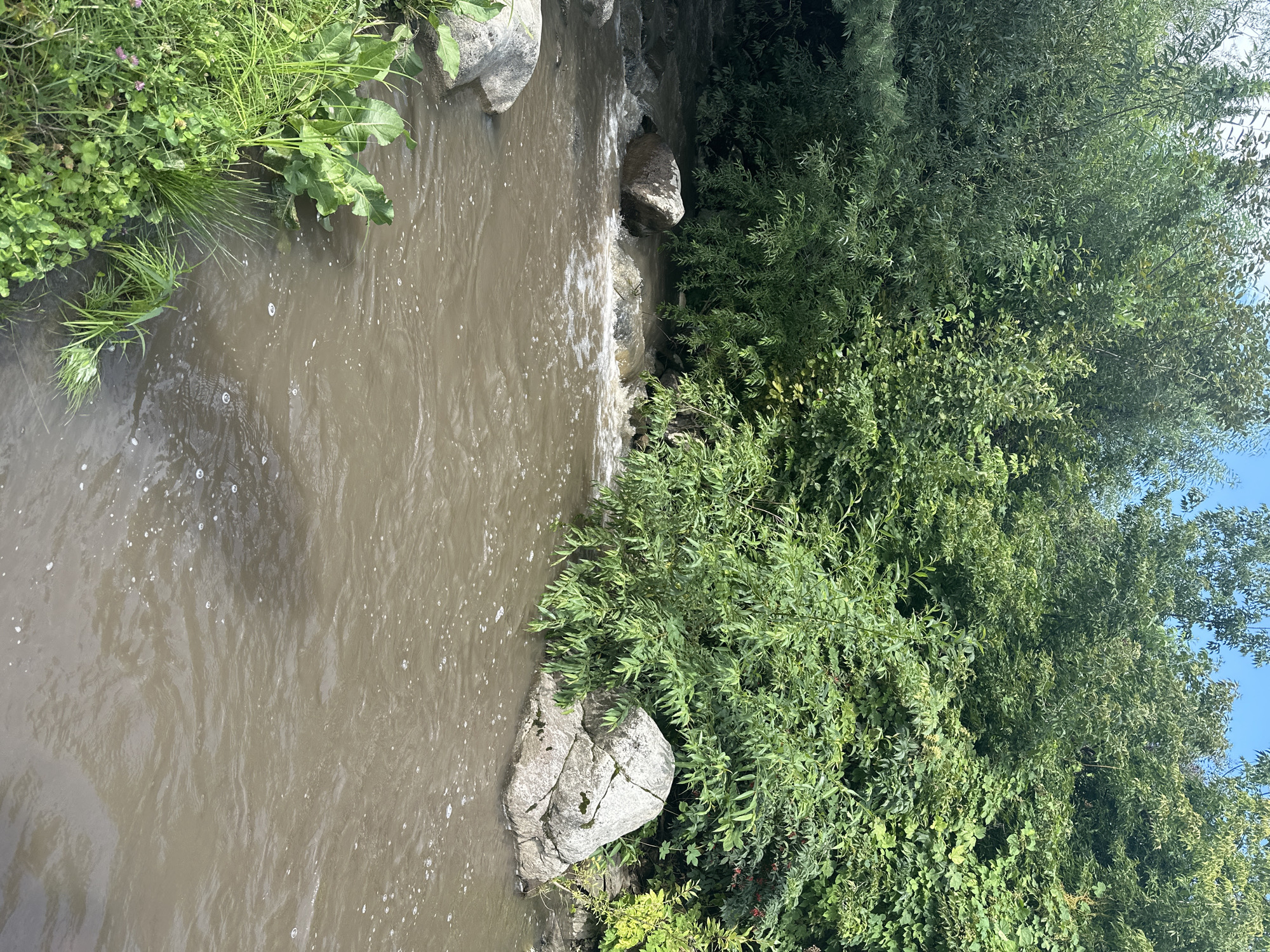 The image depicts a section of a muddy river flowing through a lush, green environment, likely in the city of Danilovka (Altai Krai), Russia. Dense foliage, consisting of various trees and undergrowth, lines the riverbanks. Large, light-colored rocks are scattered within and along the river, disrupting the flow and creating small rapids and whitewater. The water itself is a murky brown color, with ripples and some frothy foam visible on the surface. The foreground features a grassy bank with some broad-leafed plants and smaller green shoots. The sky is a pale blue, suggesting daylight. There are no people or animals visible in the image.