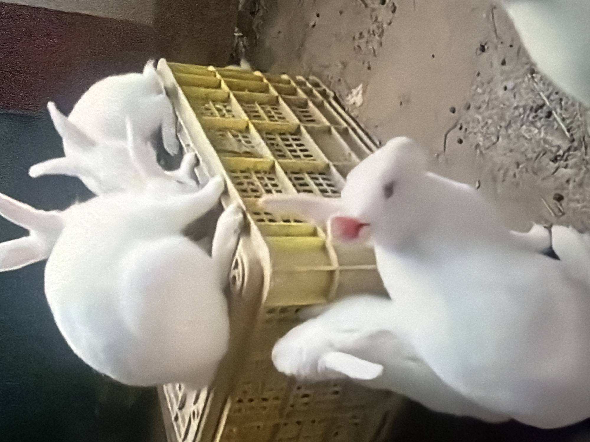 A shallow depth of field image captures a group of white rabbits in an indoor environment. In the foreground, a rabbit with a pink ear faces towards the left. Behind it, another rabbit's head is visible. Further back, a larger rabbit sits atop a yellow plastic crate. Two smaller rabbits are positioned on the same crate, one to the right and one behind. The crate is filled with what appears to be hay. The background is dark, suggesting a dimly lit area. The floor beneath the crate is a mixture of dirt and straw. The overall scene appears to be a rabbit enclosure or farm, likely in Bukuru, Nigeria, given the context.