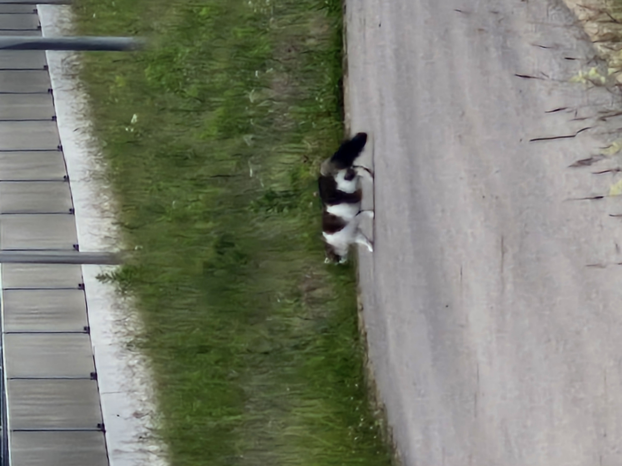 A bicolored cat with white and dark brown markings walks across a paved surface. The cat is facing left and its tail is extended behind it. The ground is an asphalt surface. To the left of the paved surface is a grassy area with tall green grass and some smaller white flowers. Behind the grass is a concrete barrier with vertical dark lines. A light gray pole is visible on the right side of the image.