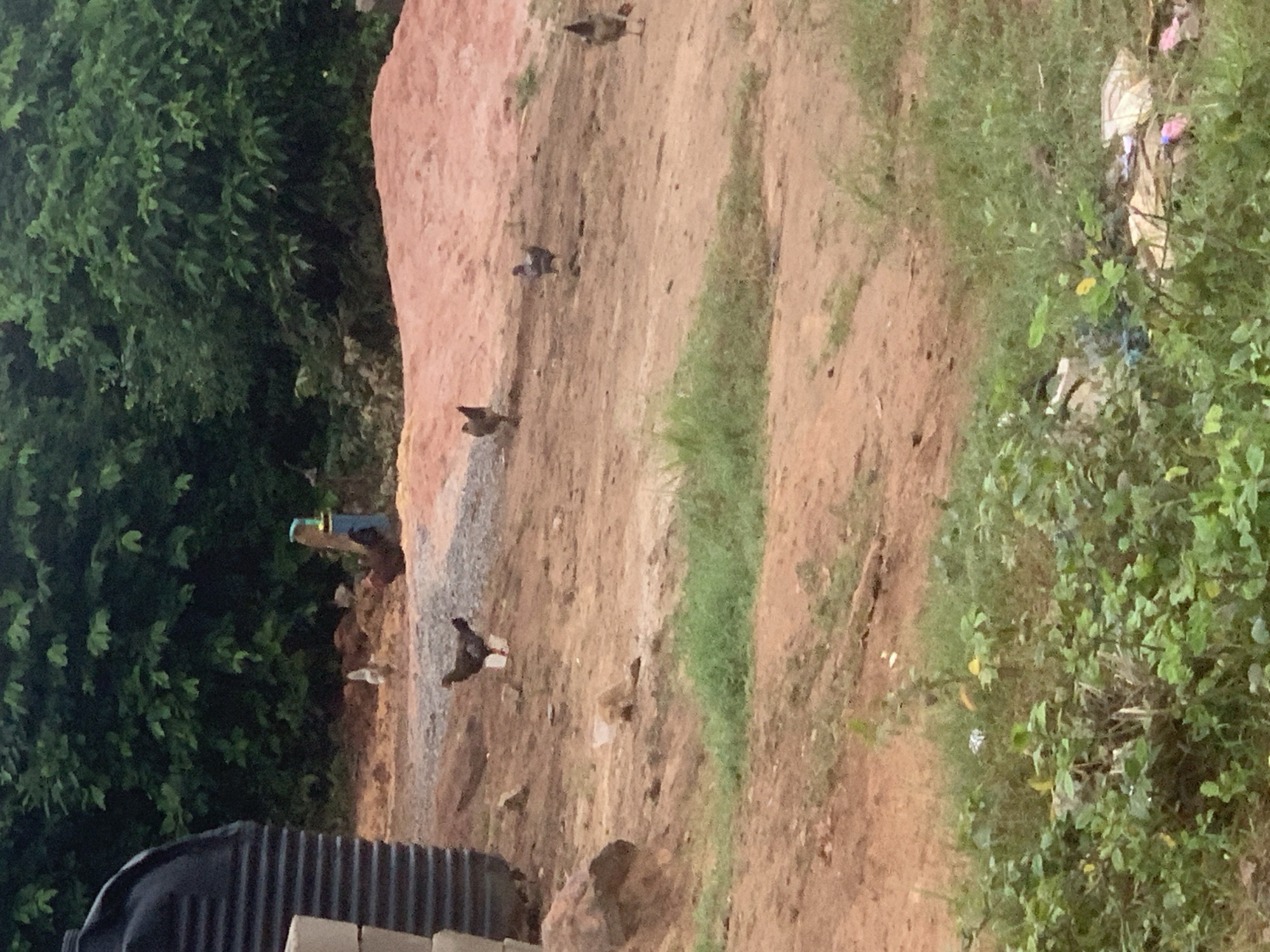 This image captures a rural or semi-rural scene in Shagamu, Nigeria, featuring several chickens foraging in a dusty, reddish-brown dirt area. The environment is characterized by dry, uneven ground with sparse patches of green grass and some scattered debris, including what appears to be plastic. In the background, lush green foliage and trees suggest the presence of natural vegetation. To the left, a large, black, ribbed cylindrical object, possibly a water tank or storage container, is partially visible. In the mid-ground, several chickens are scattered across the terrain. One chicken, a dark brown and black hen, is prominent in the center-left of the frame, appearing to peck at the ground. Other chickens, varying in color from brown to white and grey, are also present, some walking and others seemingly stationary. A light pinkish-brown mound of soil or sand is visible in the upper-center of the image. Further back, a bright blue and yellow object, resembling a water tap or valve, is set against the greenery. The lighting suggests an overcast or cloudy day, casting soft shadows.