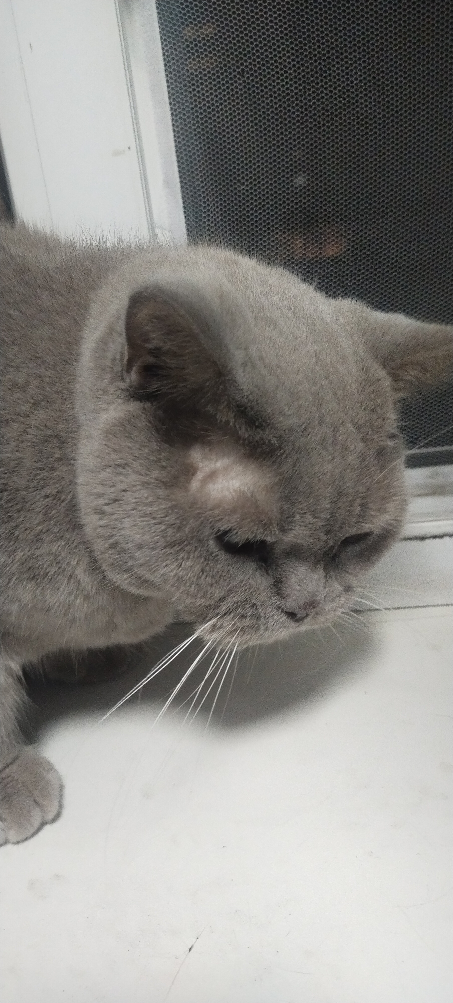 A close-up, eye-level shot shows a grey British Shorthair cat resting on a white surface. The cat is facing downward and to the right, with its head tilted. Its fur is short and dense, and its whiskers are long and white. The background is out of focus, but it appears to be a window with a screen. The lighting is soft and natural. The cat's expression is calm and relaxed.