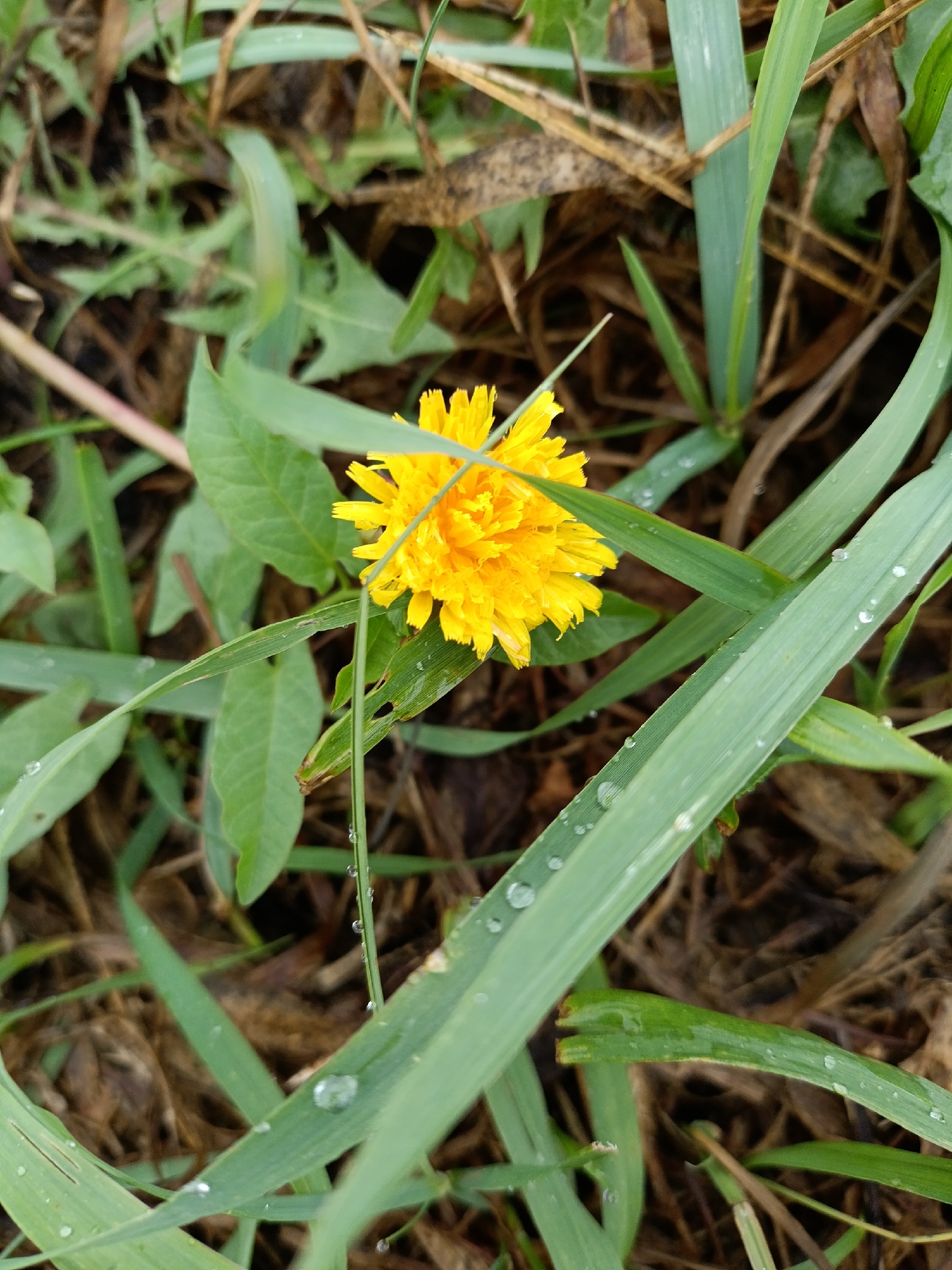 The image shows a close-up of a bright yellow dandelion flower surrounded by green grass and brown, dry foliage. Dewdrops are visible on the grass blades. The scene appears to be outdoors, likely in a natural or uncultivated area. There is no indication of any specific location in Yasnaya Polyana, Russia, within the image itself. The image is a still photograph with no discernible action or interaction taking place.