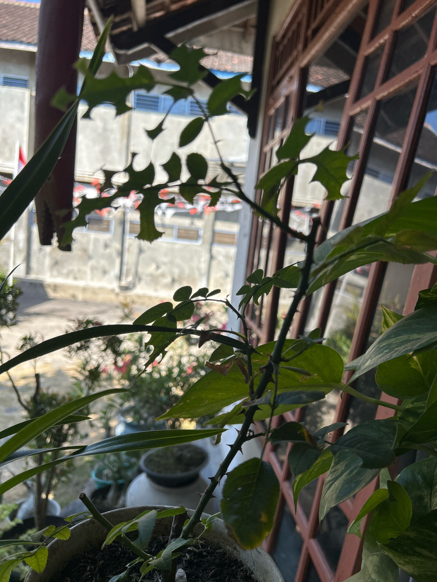 The image, captured in Playen, Indonesia, features a close-up view of potted plants, specifically a rose bush with thorny stems and serrated leaves, positioned in the foreground. Behind the rose bush, a blurred background reveals more greenery and potted plants. Beyond the plants, a building with white walls and barred windows is visible, suggesting a residential or institutional structure. The overall impression is one of an outdoor setting, possibly a home or garden, with the plants obscuring a clear view of the surroundings.