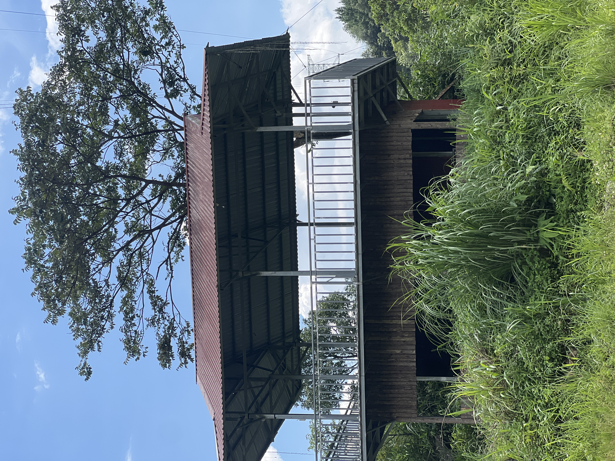 This is a medium shot, outdoor, eye-level photograph of a rustic, elevated wooden structure with a corrugated metal roof. The structure is situated in a lush, green environment with abundant vegetation. In the foreground, tall, reedy grasses and other green foliage dominate the lower half of the frame, obscuring the base of the structure. The wooden walls of the lower section are visible, featuring vertical planks. The upper level of the structure is an open-air platform enclosed by a metal railing with vertical balusters. The roof is supported by metal poles and beams. A large tree with dense green foliage extends above and behind the roof. The sky is blue with scattered white clouds, and on the right side of the image, power lines and a distant utility tower are visible, suggesting proximity to infrastructure. The scene depicts a natural, somewhat overgrown setting, possibly a viewpoint or resting area, located in Binh Lu, Vietnam. There are no people or animals present in the image. The lighting suggests it is daytime, likely midday, with bright sunlight casting shadows.
