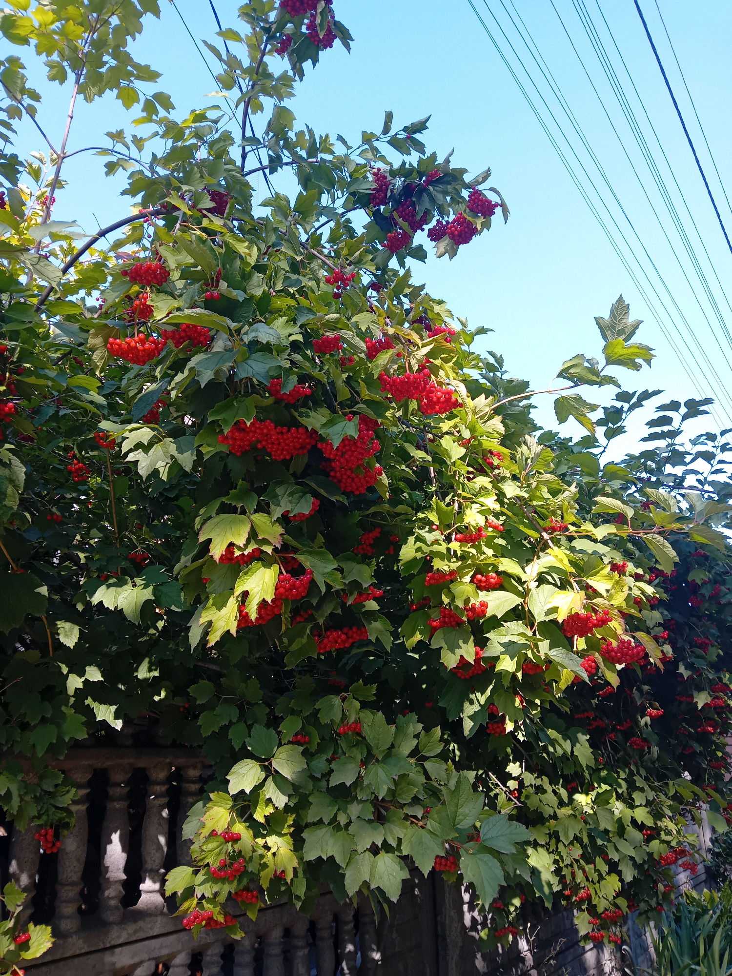 The image depicts a vibrantly green tree laden with bright red berries, possibly Viburnum opulus (Guelder rose), set against a clear blue sky. The tree's branches extend upwards, some curving towards the right, where parallel utility lines are visible. A portion of an ornate, grey stone fence or balustrade is visible along the bottom left of the frame. The scene is illuminated by bright sunlight, casting distinct shadows on the fence. The overall impression is of a natural element encroaching on a man-made structure, potentially in a residential or public area within Chuhuiv, Ukraine, given the context of the query. There are no people or animals visible in the image.