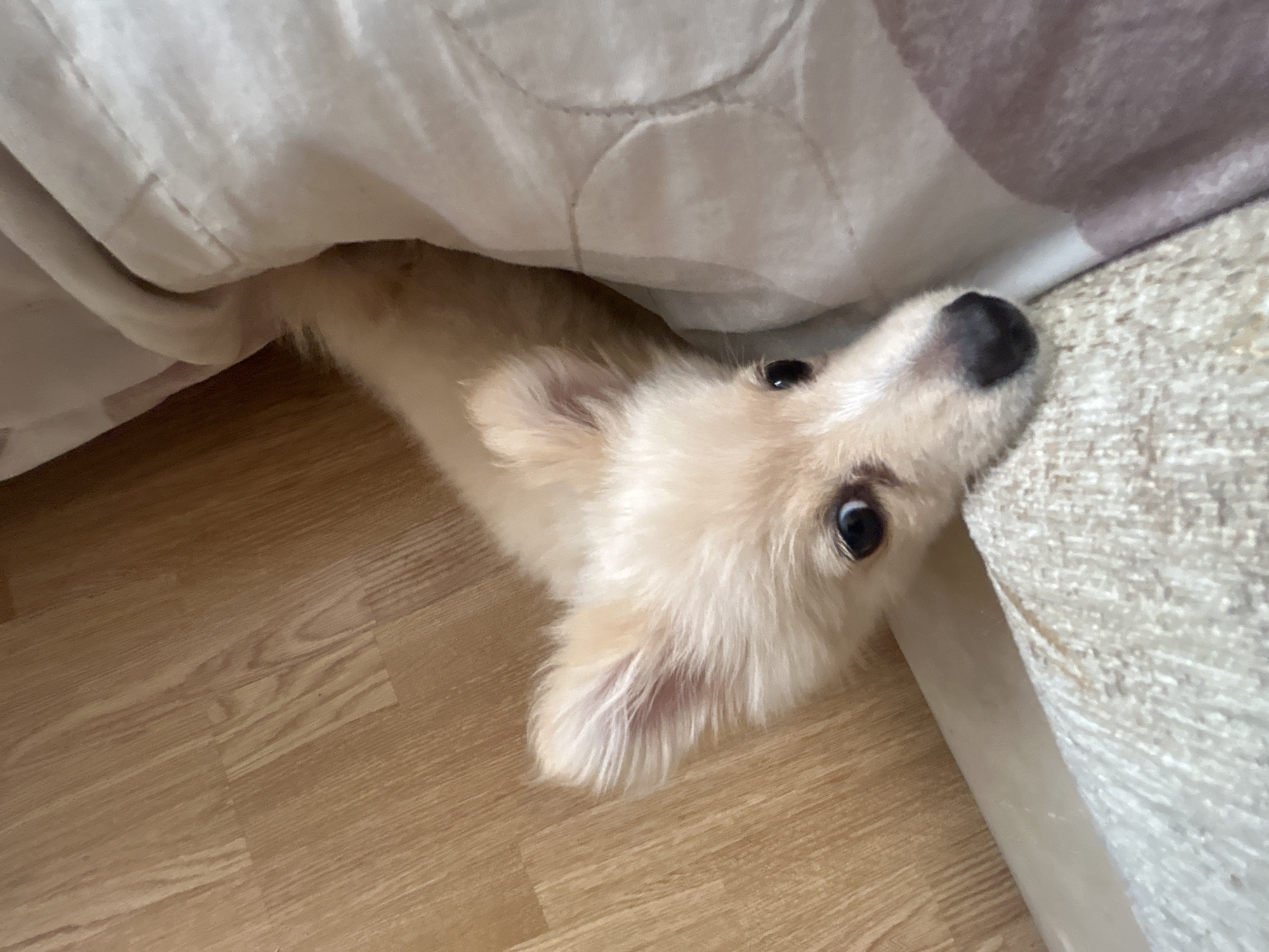 An overhead shot shows a cream-colored dog with large, dark eyes peeking out from under a light-colored blanket. The dog's head is tilted to the side, and its ears are perked up. The dog is resting on a beige-colored textured surface, and a wooden floor is visible in the background. The scene is a typical domestic setting. The location is a residential home in the village of Tankovo, Bulgaria.