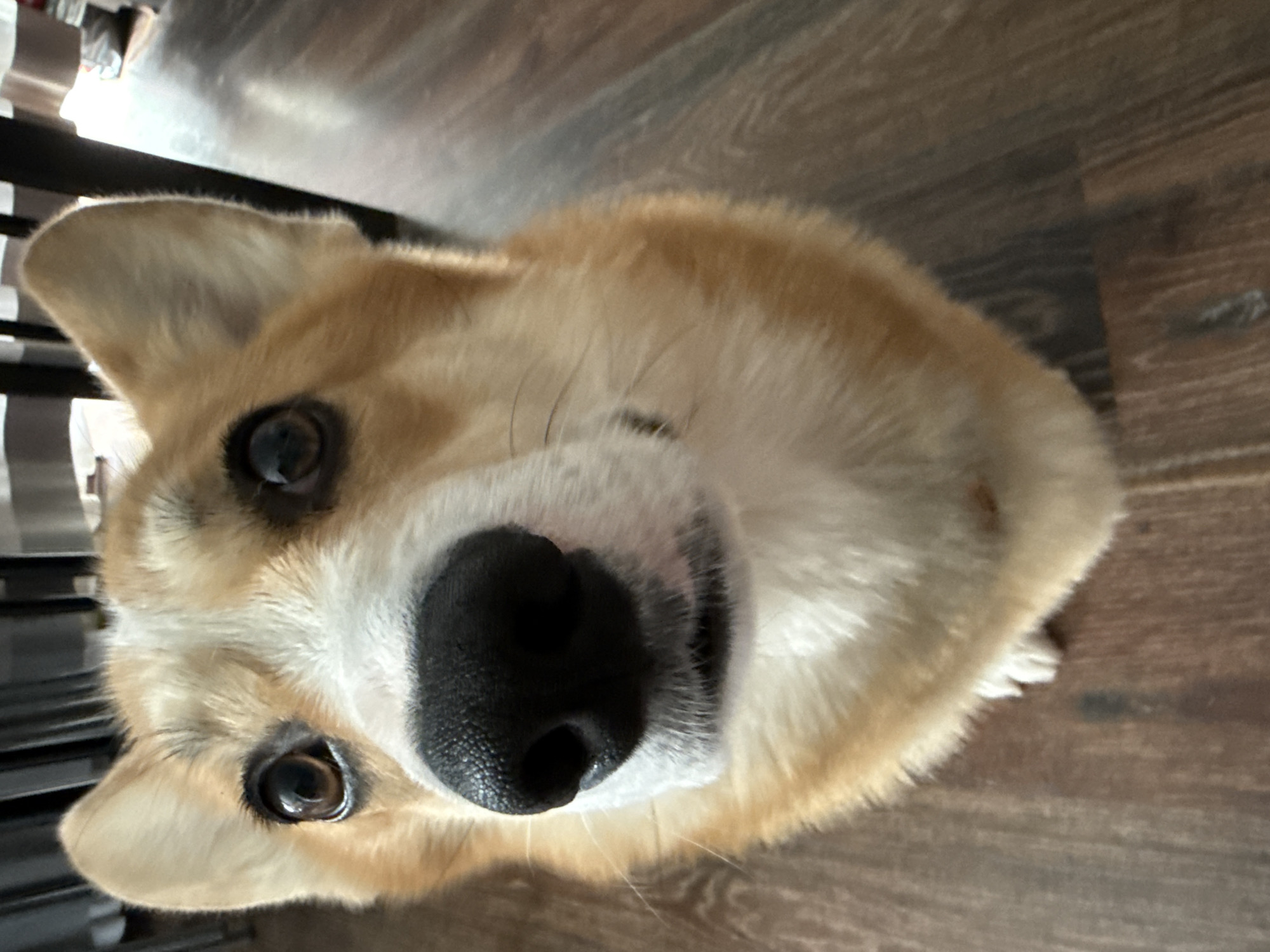 A tan and white Pembroke Welsh Corgi dog is pictured from a high angle, looking upward toward the camera. The dog has dark eyes and a large, black nose. The background is a dark wood-grain surface. A blurred object, possibly metal, is visible in the upper left corner. The image is not necessarily located in Votkinsk, Russia.