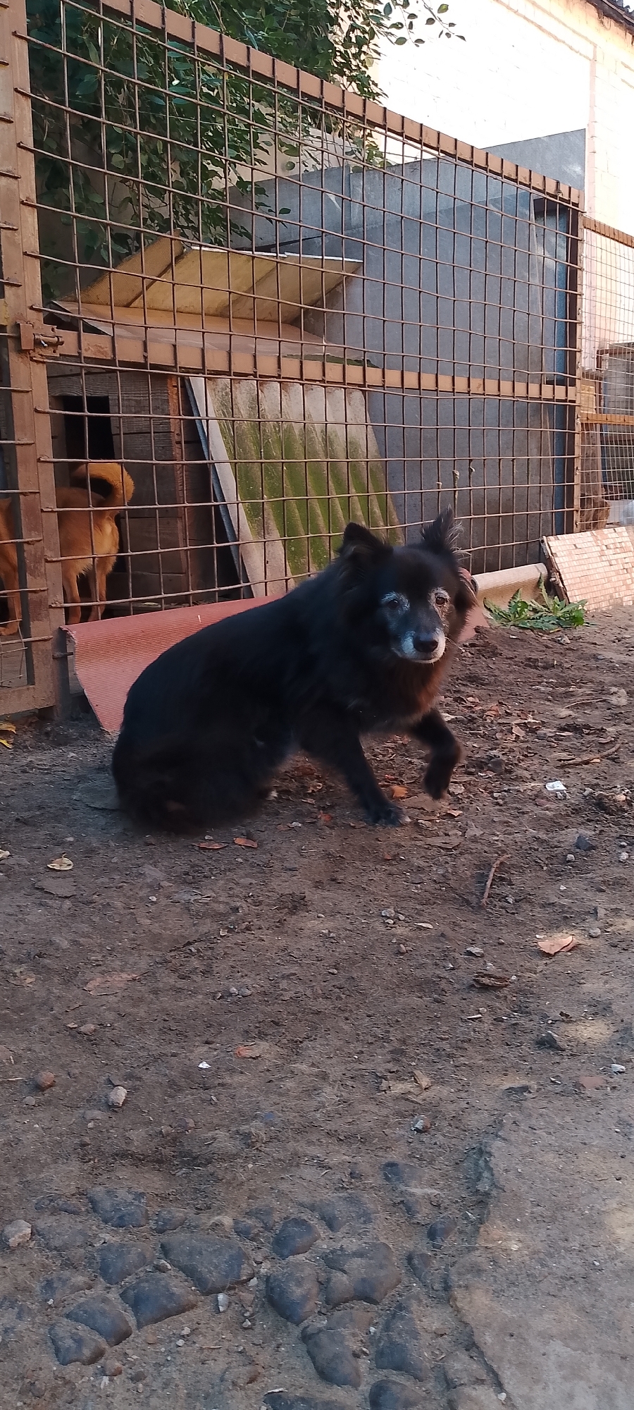 A black and gray long-haired dog with graying fur around its muzzle sits on a dirt and gravel ground. The dog is in the foreground, facing right, with its head turned slightly towards the camera. Behind the dog is a wire fence. To the left, through the fence, is a dog house and another dog, which appears to be tan or light brown, with its back to the camera. The background consists of a textured wall and more fencing. The environment appears to be an outdoor enclosure, possibly a kennel or shelter, with loose dirt, scattered leaves, and some cobblestone-like rocks on the ground. The lighting suggests it is daytime, with sunlight casting shadows. This scene is located in Belgorod, Russia.