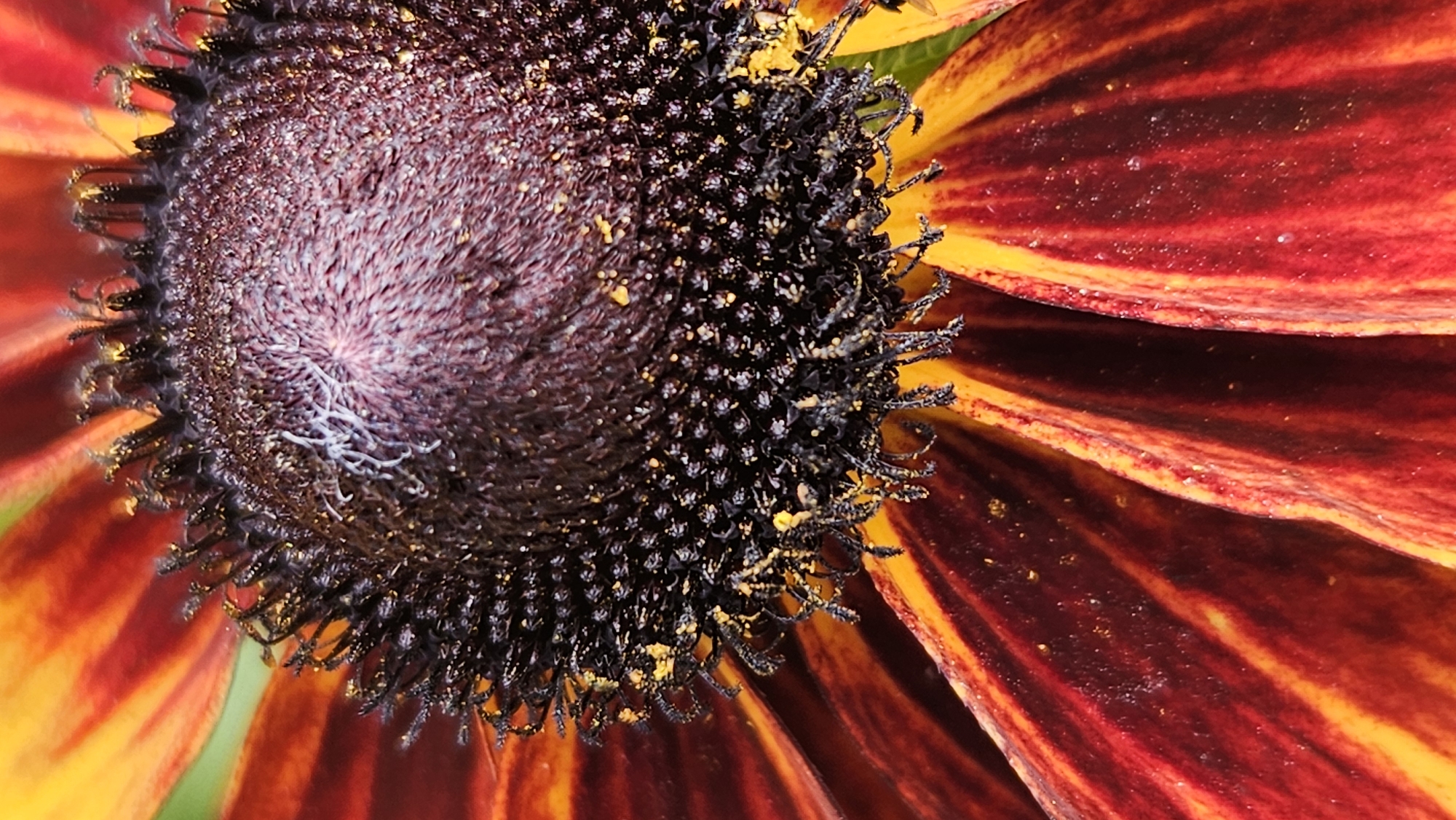 This is an extreme close-up, macro photograph of the center and petals of a flower, likely a Rudbeckia or Black-eyed Susan, due to its dark, cone-shaped center and ray florets. The central disk is composed of numerous small, dark florets arranged in a spiral pattern, with some yellow pollen scattered across its surface. Delicate white filaments are also visible, emerging from the center. The ray florets, which form the petals, are a vibrant gradient of deep red and bright yellow, with distinct stripes running lengthwise. The lighting highlights the texture of the flower, with some areas appearing slightly dewy or reflecting light. The background is softly blurred, suggesting a shallow depth of field and possibly greenery. The image does not contain any elements that would allow for identification of a specific location within Kapūņi, Latvia, or any people or actions. It is purely a botanical study of the flower's intricate details.