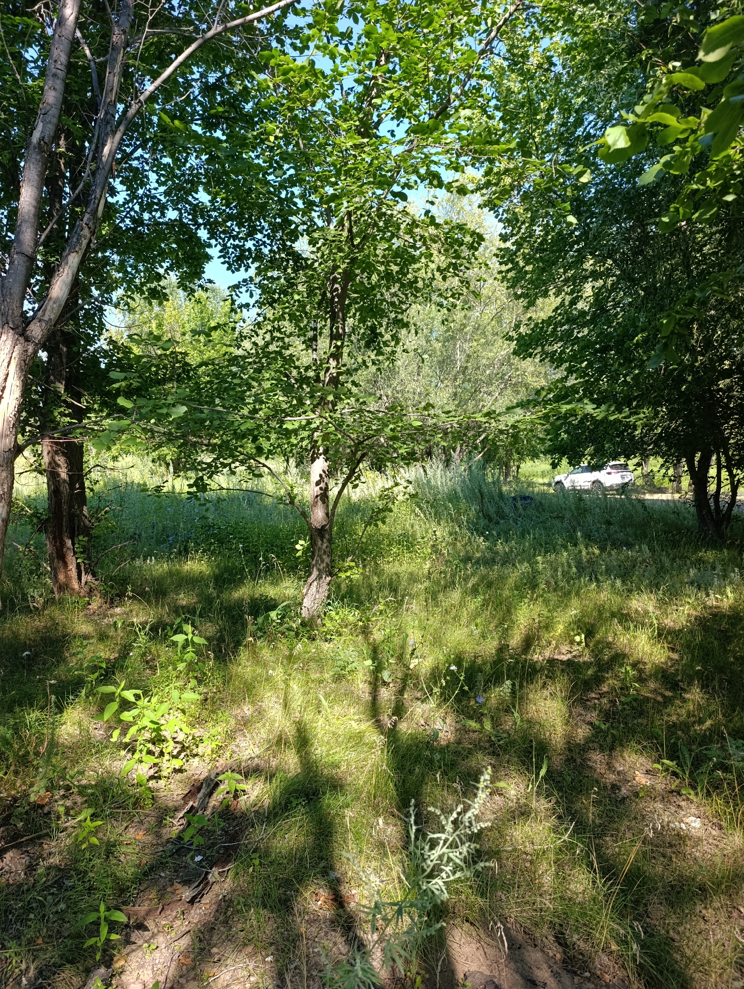 The image depicts a sunny outdoor scene with dappled sunlight filtering through trees onto a grassy area. In the foreground, there are several trees with thick trunks and leafy branches, along with patches of dry earth and green grass. Further back, a white SUV is visible driving on a dirt road that winds through tall grasses and smaller trees. The sky is clear and blue. The scene appears to be a rural or natural setting, possibly on the outskirts of the city of Samorodovo, Russia.