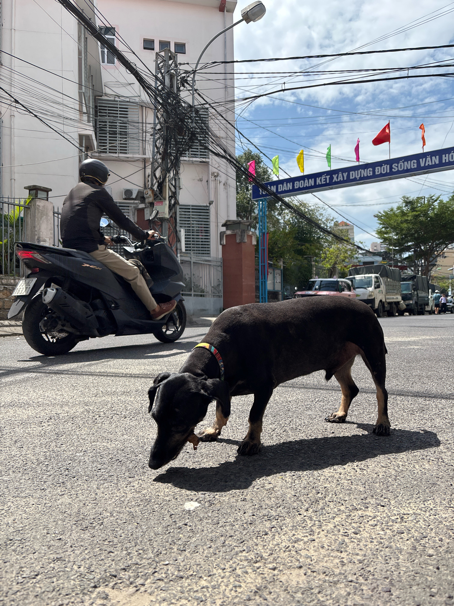 In Nha Trang, Vietnam, a black dog with a colorful collar is sniffing the asphalt on a sunlit street. The dog is in the foreground, partially obscuring a black scooter on which a person wearing a black shirt, khaki pants, and a black helmet is riding. The scooter has a license plate. In the background, a building with many windows and a complex network of electrical wires is visible. Above the building, a street sign with colorful flags is displayed. Further in the distance, several trucks are parked on the road, and trees line the street. The sky is partly cloudy.