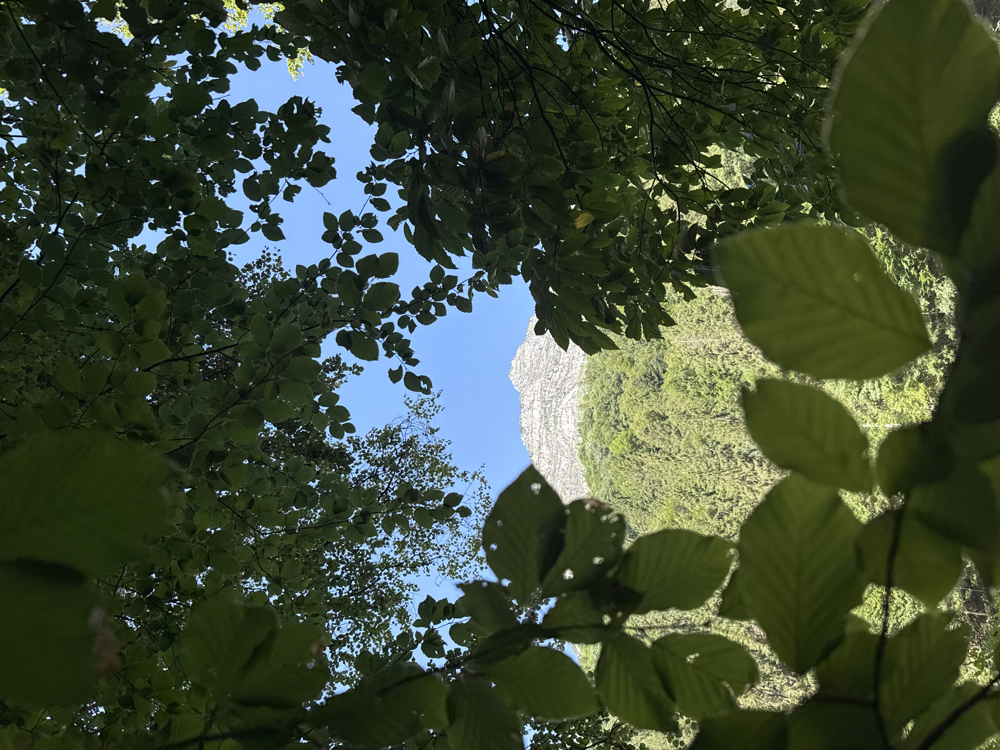 The image captures a view through lush green foliage towards a mountain peak under a clear blue sky. The foreground is dominated by large, out-of-focus green leaves and branches of trees, suggesting a viewpoint from within a forest or wooded area. Beyond the leaves, a dense forest of evergreen trees blankets the lower slopes of a rugged, rocky mountain. The mountain summit is sharp and pointed, with visible striations and texture. The overall scene depicts a natural, mountainous landscape, likely in Verzasca, Switzerland, known for its alpine scenery and verdant valleys. There are no people or human-made structures clearly visible in the frame.
