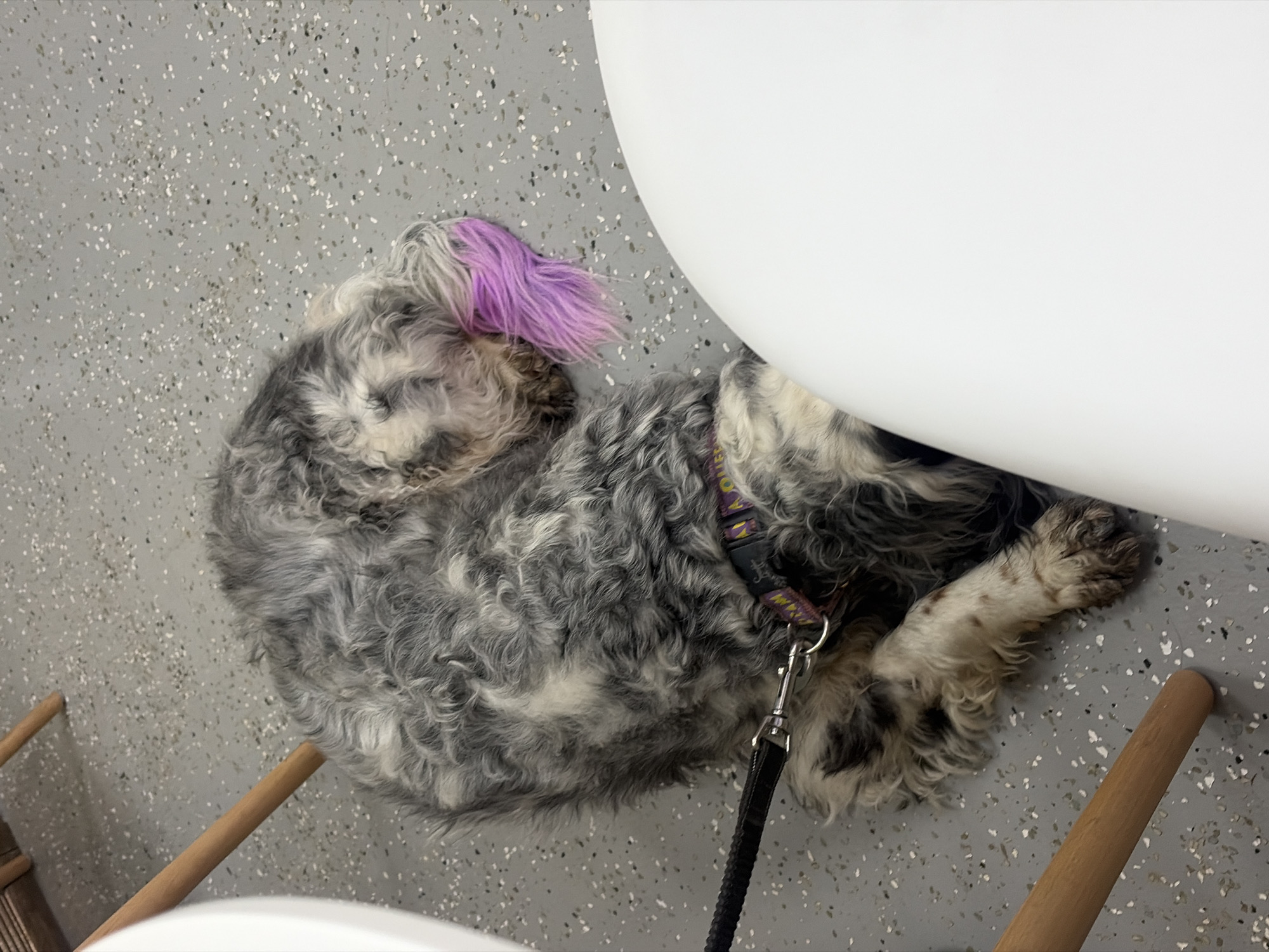 An overhead shot captures a dog curled up and resting on a speckled light grey floor in an indoor setting in Saint Petersburg, Russia. The dog has long, curly fur that is predominantly shades of grey and white, with a striking patch of bright purple fur on its head. It appears relaxed, possibly sleeping. A purple and yellow patterned collar is visible around its neck, to which a black leash is attached. Part of a large, curved white object, likely a table or chair, extends into the frame from the right side. Wooden furniture legs are also visible on the bottom left and bottom right edges of the image. The floor is a light grey with scattered darker grey, white, and black flakes, suggesting a modern terrazzo or epoxy finish. No legible text is visible in the image.