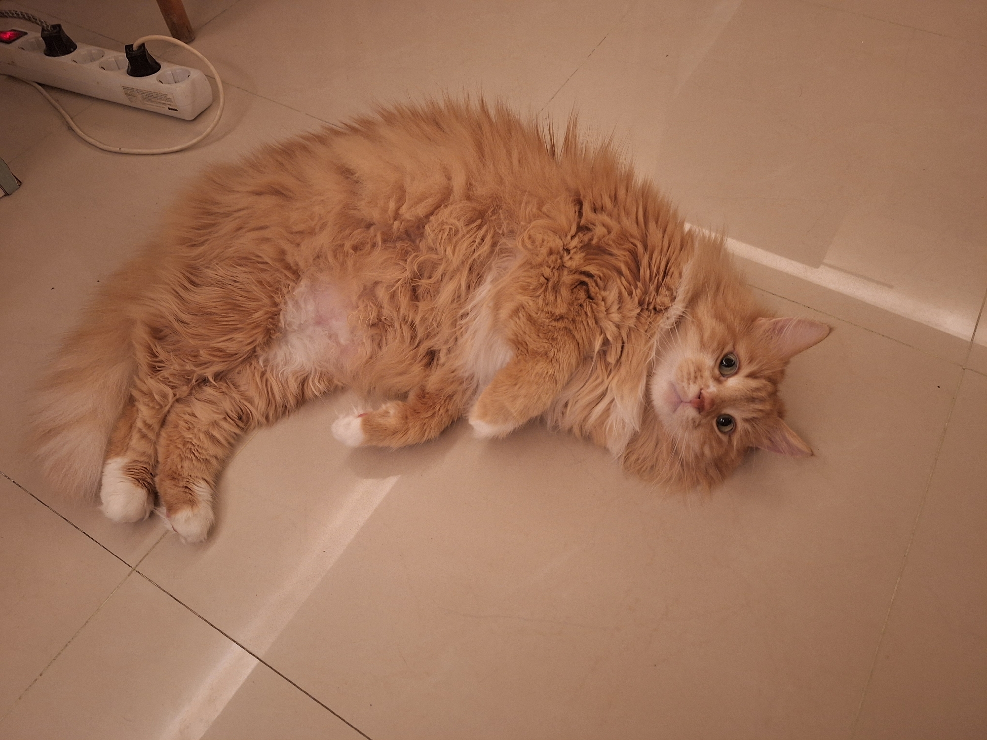 An orange Maine Coon cat with white paws is lying on a tiled floor. A white power strip with two plugs is visible in the upper left corner of the image. The setting is likely indoors. There is no evidence to support a specific location in Varna, Bulgaria.
