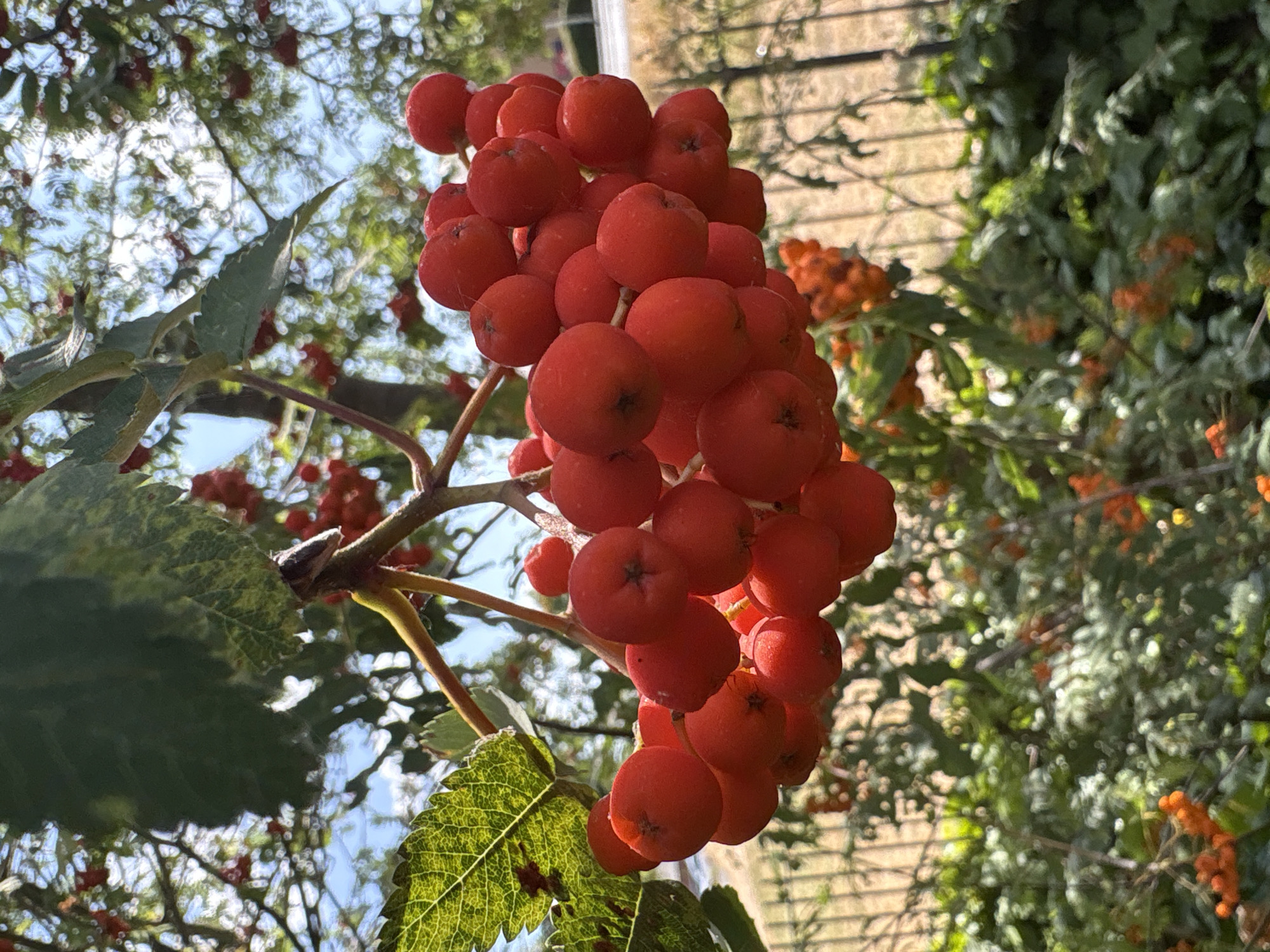 A cluster of vibrant red berries hangs from a branch, in focus against a blurred background of green foliage, trees, and a fence. The berries are small, round, and clustered together tightly. Some leaves, also in focus, are visible on the branches, one with a distinct yellow and green pattern. The scene is lit by bright sunlight, creating highlights on the berries and dappling the background. The overall impression is of nature in the late summer or early autumn. The location is a garden or park in Chelmsford, United Kingdom.