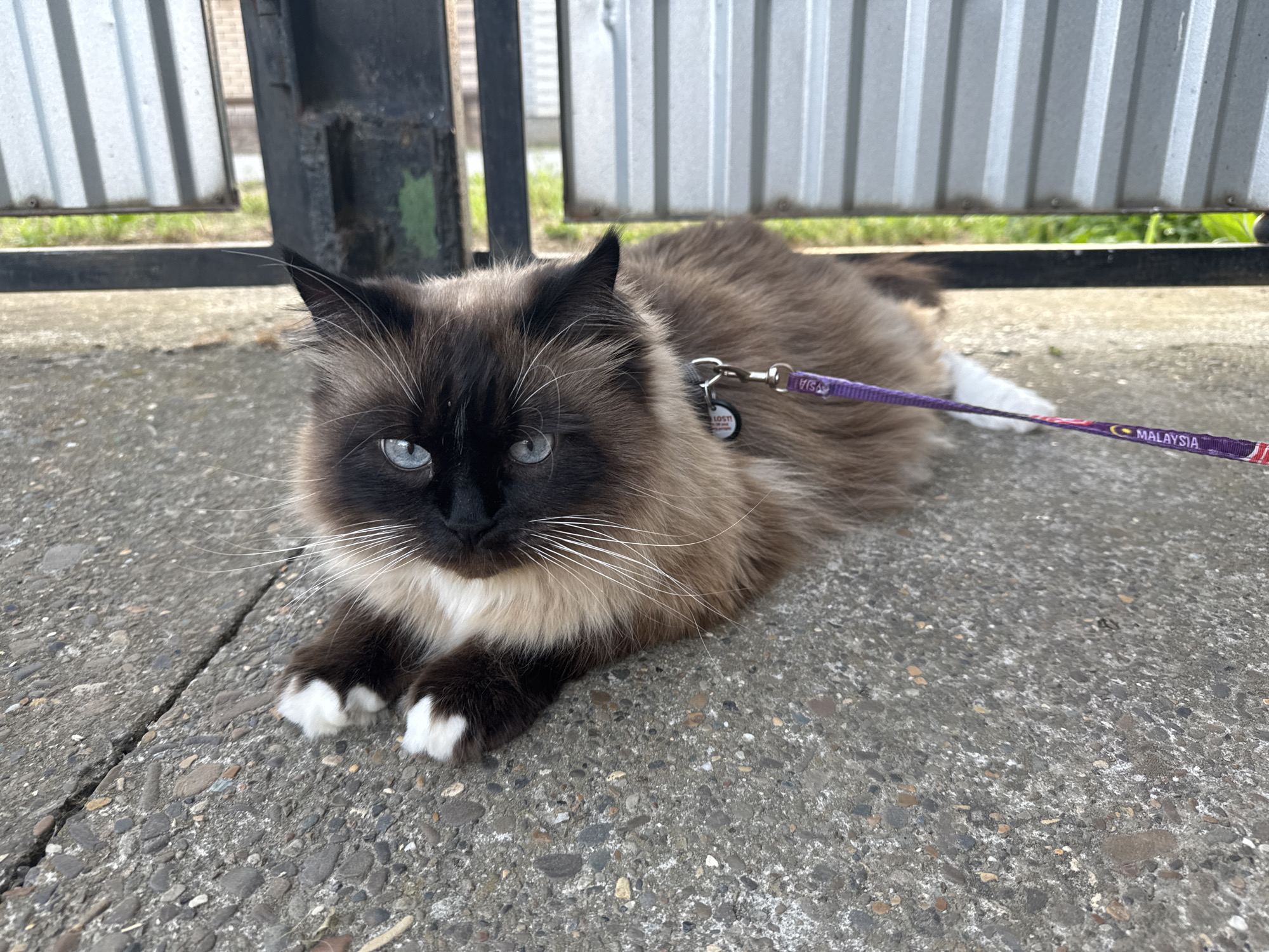 A long-haired Siamese cat with blue eyes and white paws lies on a grey concrete surface in front of a corrugated metal fence. The cat is wearing a purple leash and harness. The leash has the word "MALAYSIA" printed on it. The cat's face is turned towards the camera, and its eyes are open. Its body is relaxed, and its paws are tucked underneath it. The concrete surface is rough and textured, with small pebbles and cracks. The fence is made of vertical metal panels, and there is a black metal railing in front of it. Green grass is visible behind the fence. The lighting suggests it is daytime, likely outdoors.