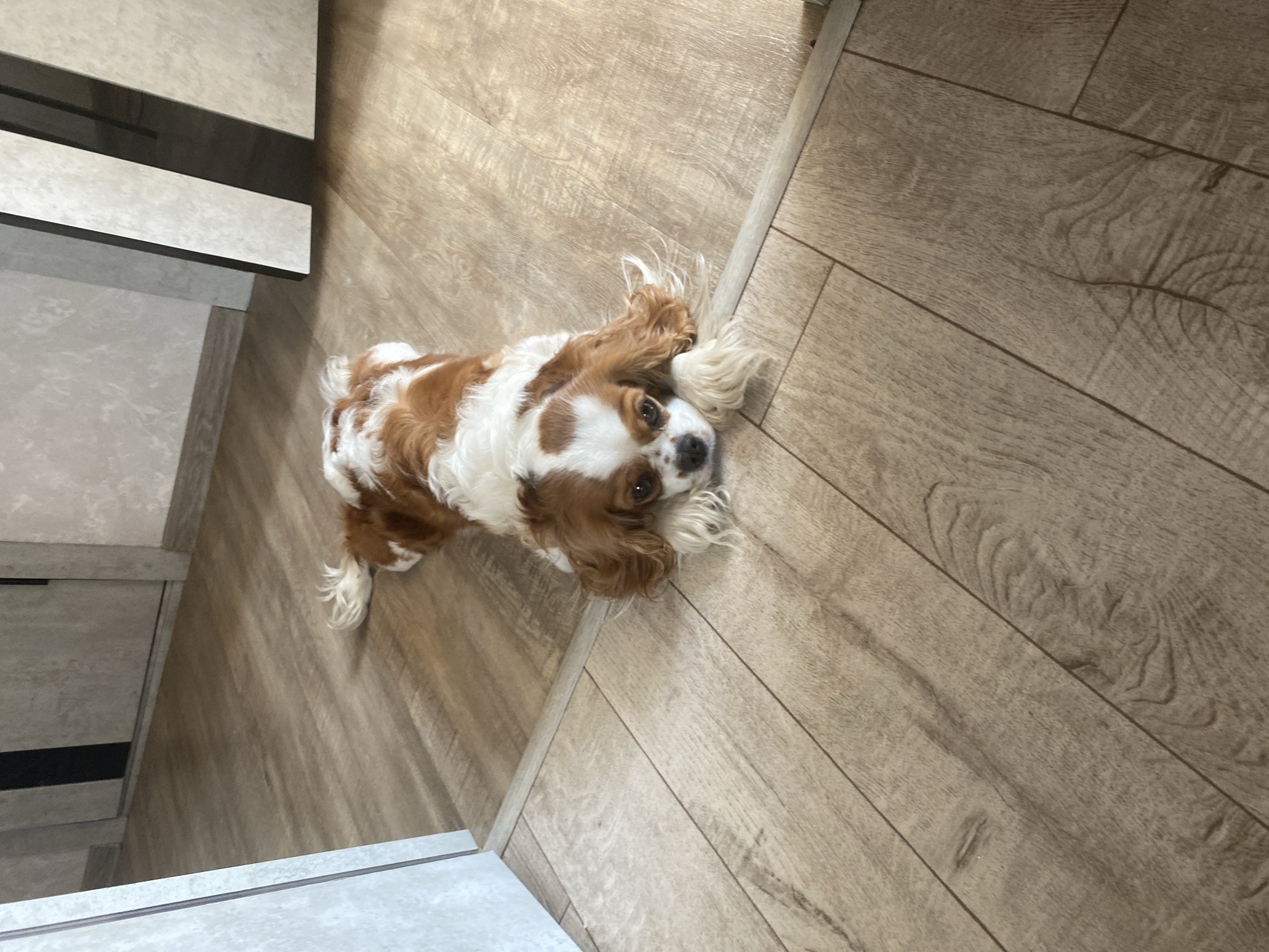 A Cavalier King Charles Spaniel is lying down on a light-colored wood-grain floor. The dog is predominantly white with large patches of reddish-brown. Its head is resting on its paws, and its gaze is directed towards the camera. The background shows the transition from one type of flooring to another, with what appears to be a doorway or architectural feature visible. The lighting suggests an indoor setting, possibly a home.