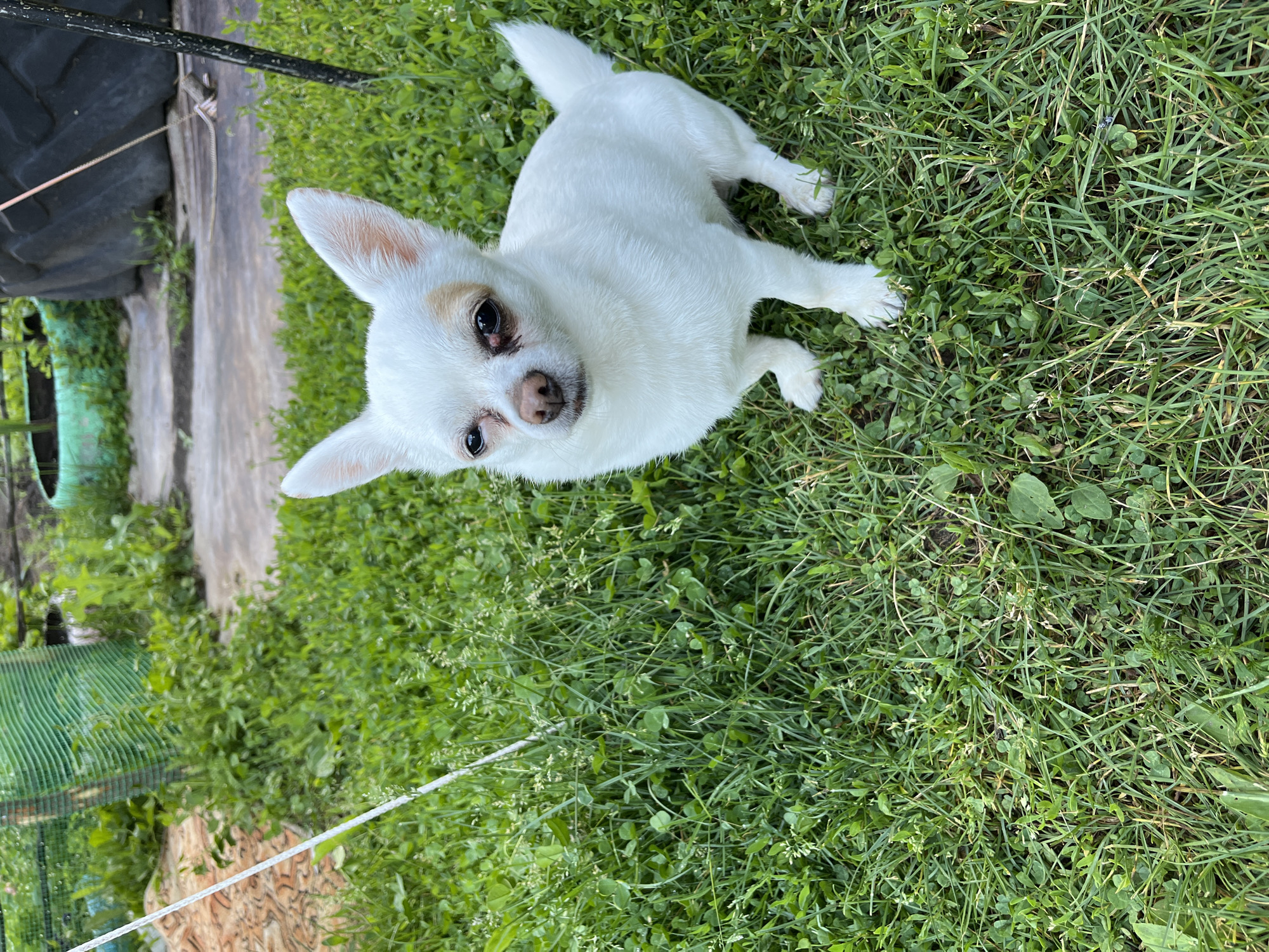 A white chihuahua with tan markings sits on a patch of green grass in an outdoor area. The dog is facing forward, looking at the camera with its ears perked. The background shows a variety of green foliage, a large black tire, and a green mesh fence. The scene appears to be in a backyard or rural setting.