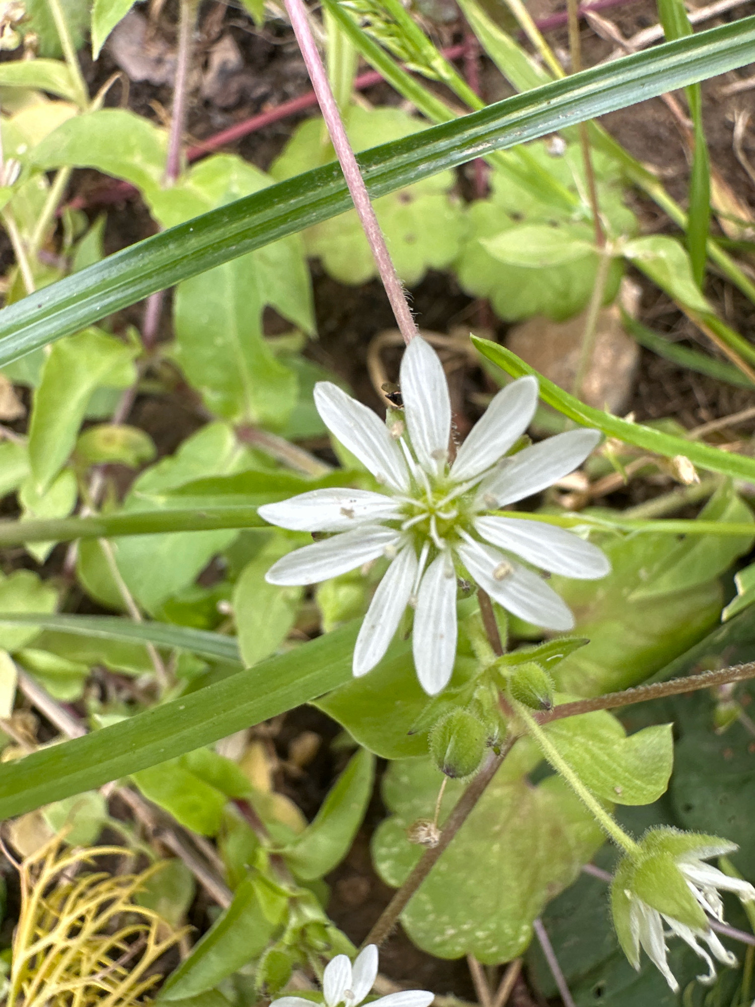 The image shows a close-up, overhead view of several small white flowers and green foliage. In the center, a star-shaped white flower with eight delicate petals is prominent. Surrounding it are various green leaves, some broad and heart-shaped, others long and grass-like. The ground appears to be dark soil, with some dry, yellowish organic matter in the lower left corner. The lighting suggests an outdoor environment, likely in daylight. The scene is situated in Vidnoye, Russia.