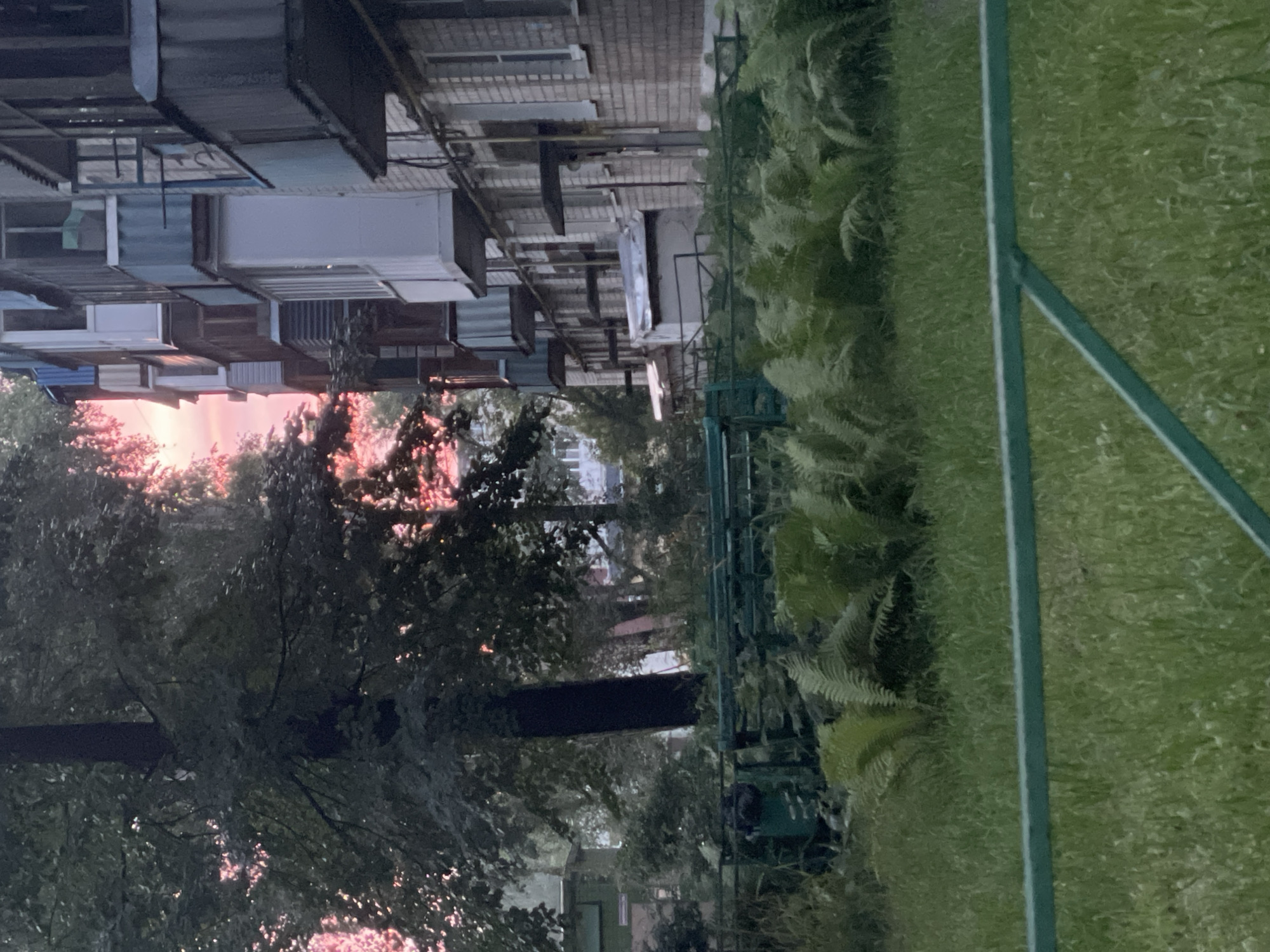 The image depicts a residential courtyard in Kstovo, Russia, during twilight. In the foreground, a green metal fence runs horizontally across the frame, partially obscuring a patch of lush green grass. Beyond the fence, a dense growth of ferns is visible, with their fronds unfurling in the soft, ambient light.
In the mid-ground, a dark, thick tree trunk stands prominently, its branches laden with green leaves that filter the light. Behind the tree, a large, multi-story brick apartment building dominates the right side of the frame. The building features numerous balconies, many of which are enclosed with various materials, suggesting individual modifications. The brickwork of the building appears weathered. A blue dumpster is situated to the left of the apartment building, partially concealed by foliage.
The sky above the scene is a striking canvas of pink and orange hues, indicative of a sunset or sunrise. This vibrant sky is visible through the leaves of the trees on the left side of the image and between the balconies of the apartment building. The overall atmosphere is one of calm and quiet domesticity, with the natural elements of greenery and sky contrasting with the utilitarian urban architecture. No people are visible in the frame.