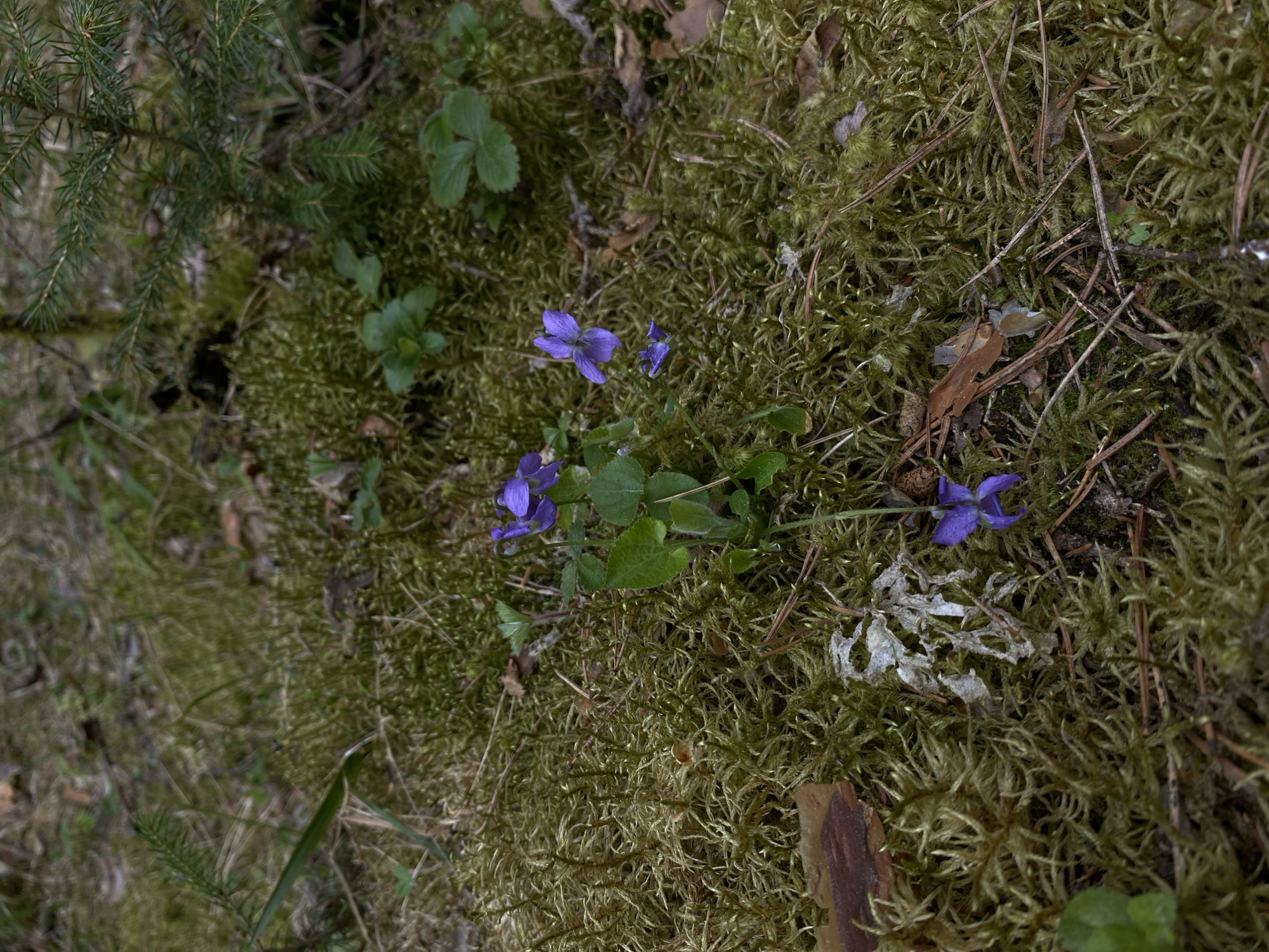 The image depicts a patch of moss in a forest-like setting. Scattered amongst the moss are pine needles, leaves, and small twigs. Several purple violet flowers are visible, clustered in the center of the image. There are also some green plants with three leaves each. A small conifer sapling is visible in the upper left corner. The location is not specified. No people, actions, or interactions are visible.