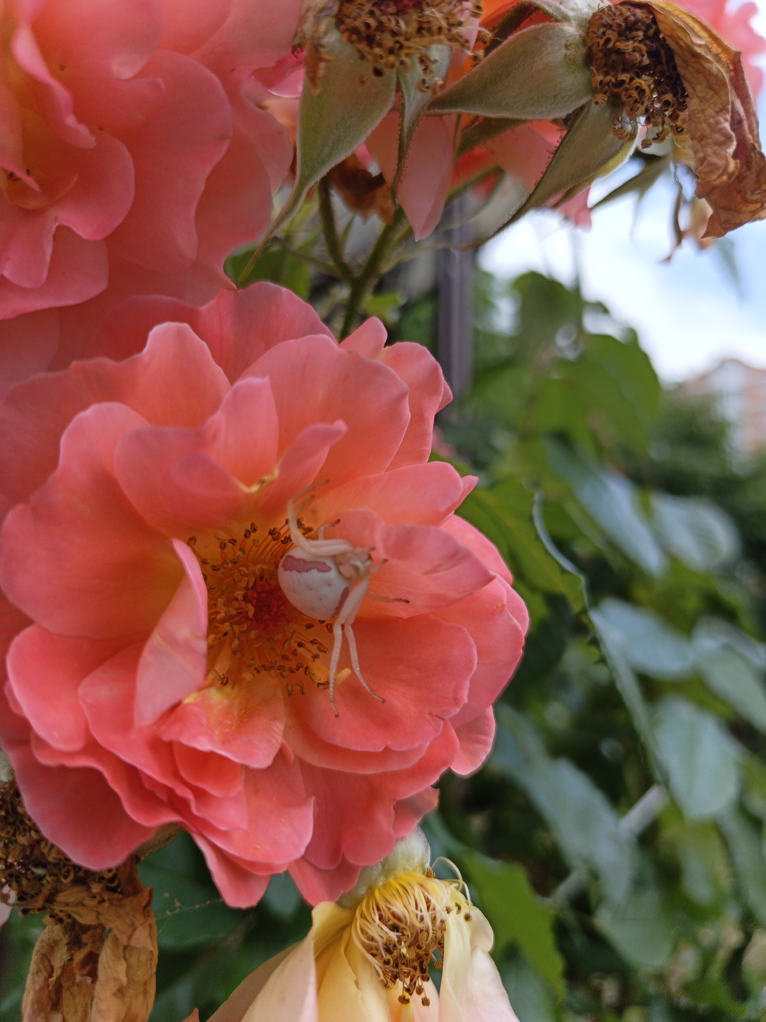 A close-up, shallow depth-of-field, vertical shot shows a white and pink crab spider on the center of a pink rose in Goryachiy Klyuch, Russia. The spider is positioned towards the right side of the rose's center, facing left, with its front legs extended. The rose is the primary subject, with its large, vibrant pink petals filling most of the frame. Some of the rose's stamens are visible in the center, yellow in color with dark tips. To the left and top of the main rose, other parts of the rose are visible, including some wilting petals and dried seed pods, rendered in shades of pink and brown. Behind the rose, out-of-focus green foliage forms a lush backdrop. The sky is visible in the upper right quadrant, a pale blue with some white. The image has a soft, natural light.