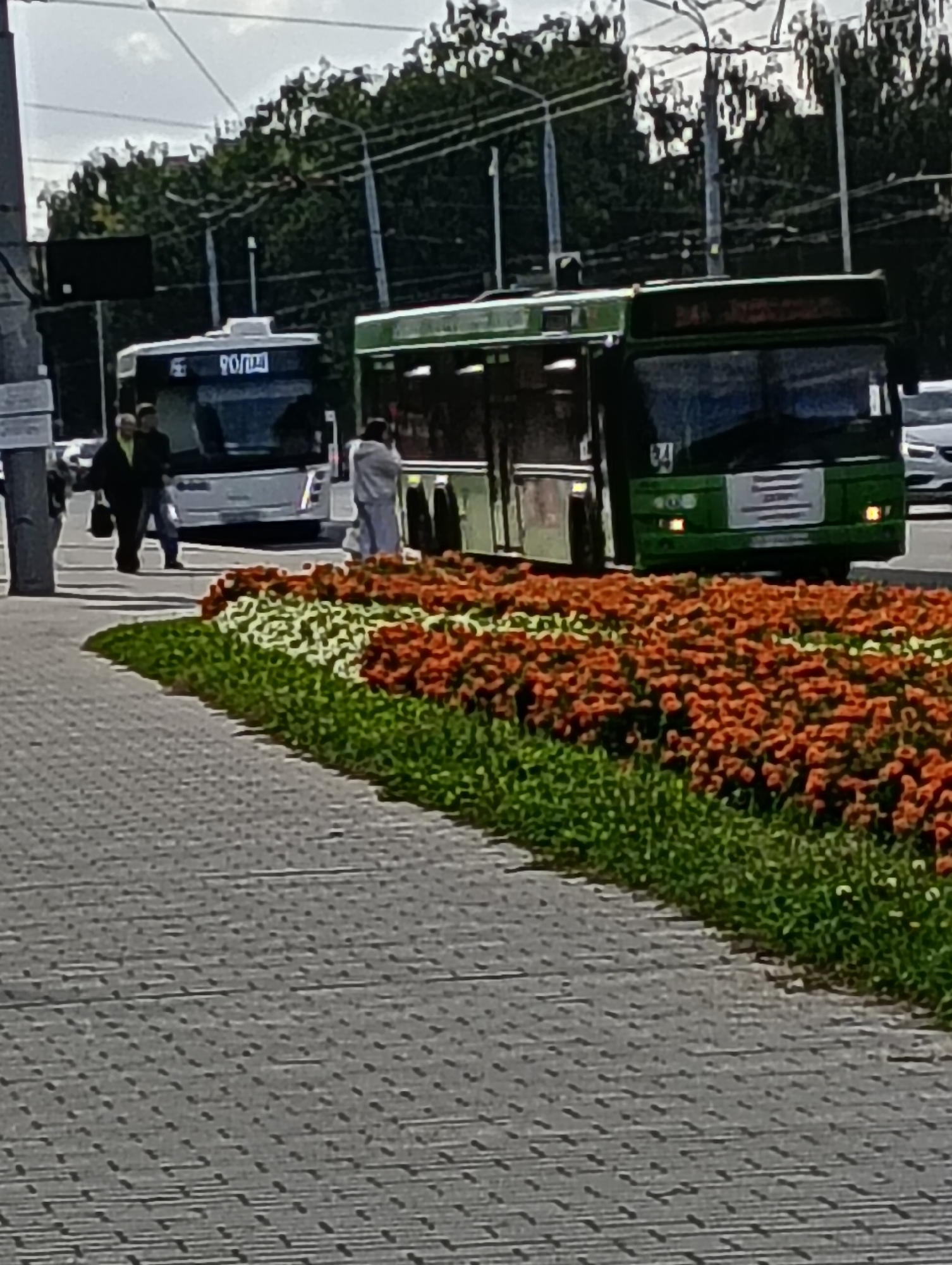 The image depicts a street scene in Hrodna, Belarus, with two buses and several pedestrians. In the foreground, a paved sidewalk leads towards a vibrant flower bed featuring orange and white flowers. Beyond the flower bed, a white bus with the route number 70 visible on its front is stopped. To the right of the white bus, a green trolleybus is also stopped, displaying the number 34. Several people are visible walking on the sidewalk near the buses, and a person in a light-colored garment stands near the green trolleybus. Trees line the background, and overhead power lines suggest an urban environment. The overall scene appears to be a public transportation hub or a busy street corner.