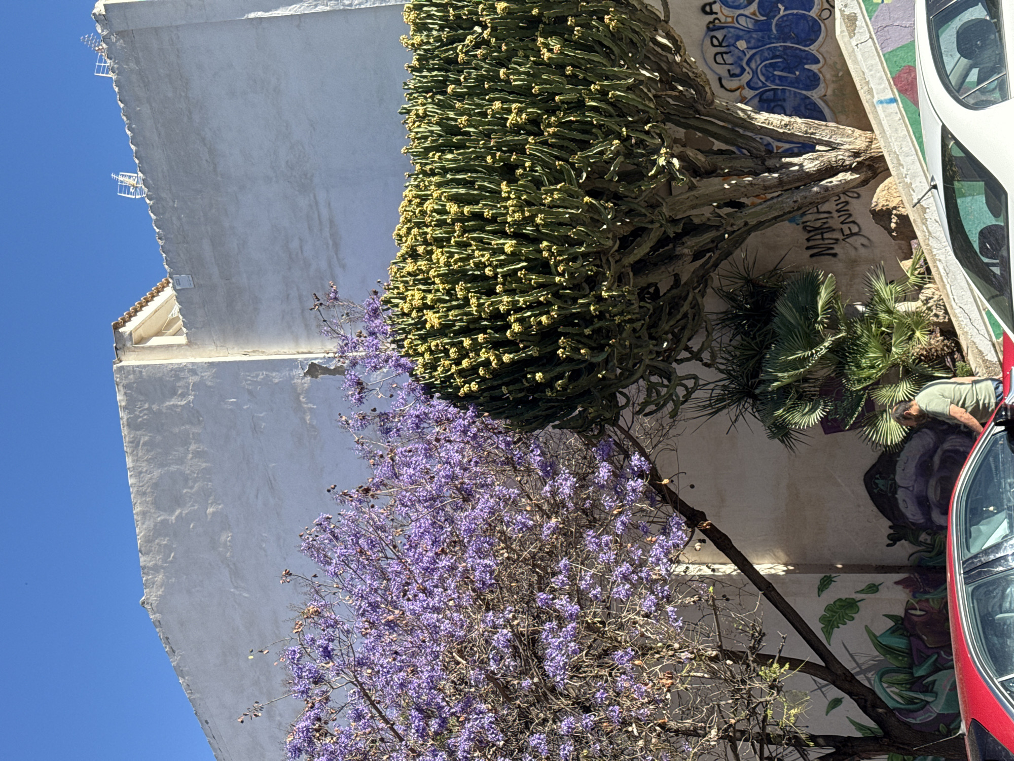 The image shows a section of a street in Unknown, Unknown, featuring a white building with a visible roof and antennas, a large cactus-like plant with green segmented branches and small yellow flowers, a tree with purple flowers, a smaller palm tree, a white car with red accents, graffiti on a wall, and a person wearing a green shirt. The sky is blue. The photograph is taken from a low angle and rotated.