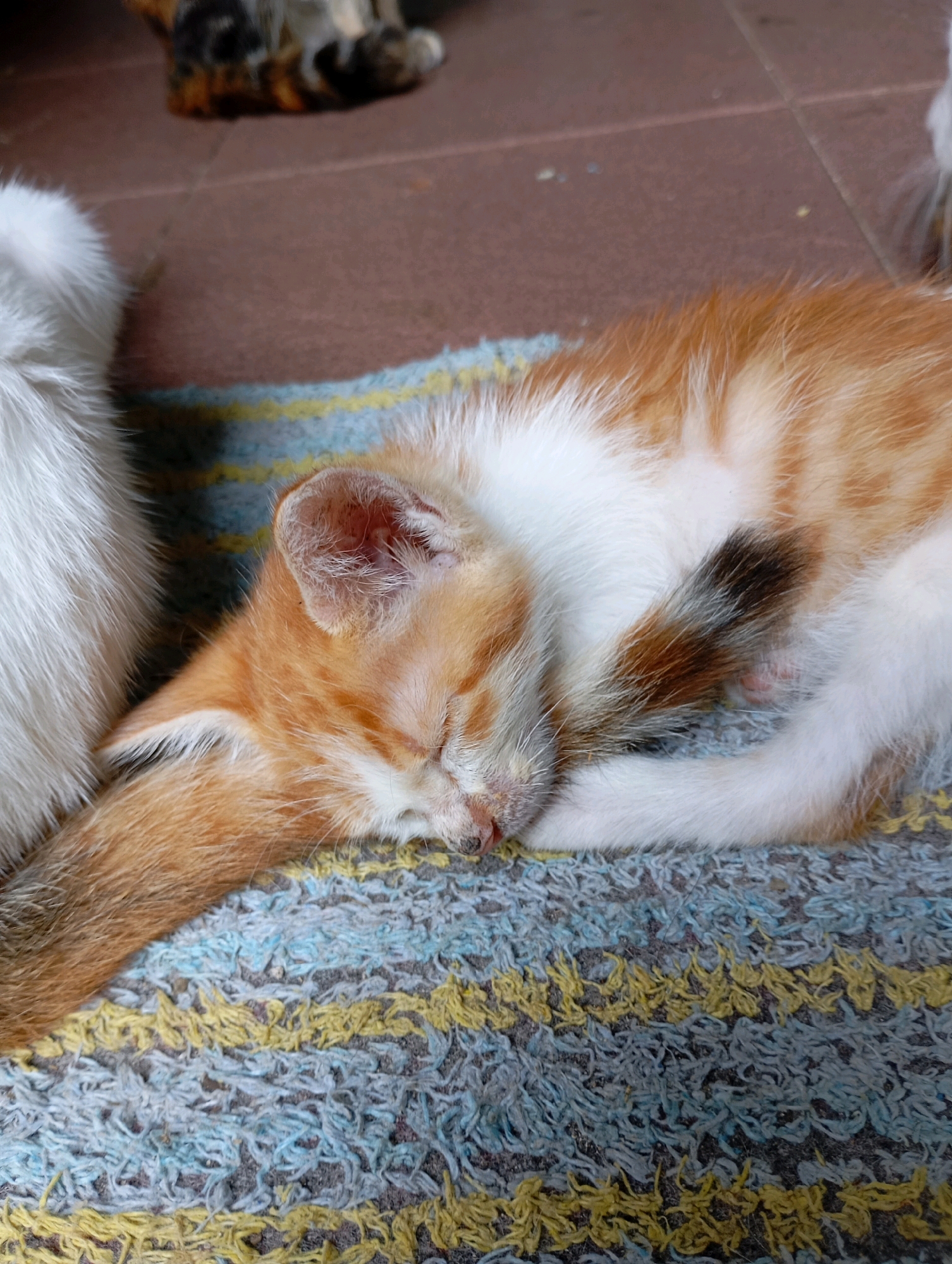 The image shows a close-up of a ginger and white kitten sleeping curled up on a striped rug. The kitten's eyes are closed, and its head is resting on its paw. To the left of the kitten is the white fur of another cat. In the background, a portion of a tabby cat is visible lying on a tiled floor. The scene appears to be outdoors, possibly in a residential area. The tiled floor suggests a patio or walkway. The rug is made of shag-like material with horizontal stripes of blue, yellow, and grey. The overall impression is one of peace and rest.