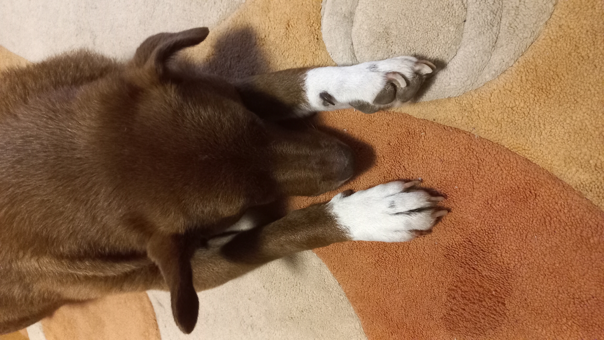An overhead shot captures a brown dog lying down, seemingly resting or sleeping, on a patterned carpet indoors. The dog, possibly a puppy or a medium-sized breed, has short brown fur covering most of its body, with notable white markings on its paws and around its snout. One front paw, largely white with some dark spots, is stretched out. The other front paw, also white, is tucked closer to its body. Its ears are floppy and dark brown.
The dog is positioned on a carpet that features a large, abstract, wavy pattern. The colors of the carpet include shades of beige, light brown, and a darker orange-brown, creating distinct segments. The texture of the carpet appears soft and slightly shaggy.
The lighting suggests an indoor setting, likely under artificial light, as subtle shadows are visible beneath the dog, indicating a light source from above. The overall atmosphere appears calm and peaceful. There is no visible text in the image. The location context provided is Sofia, Bulgaria.