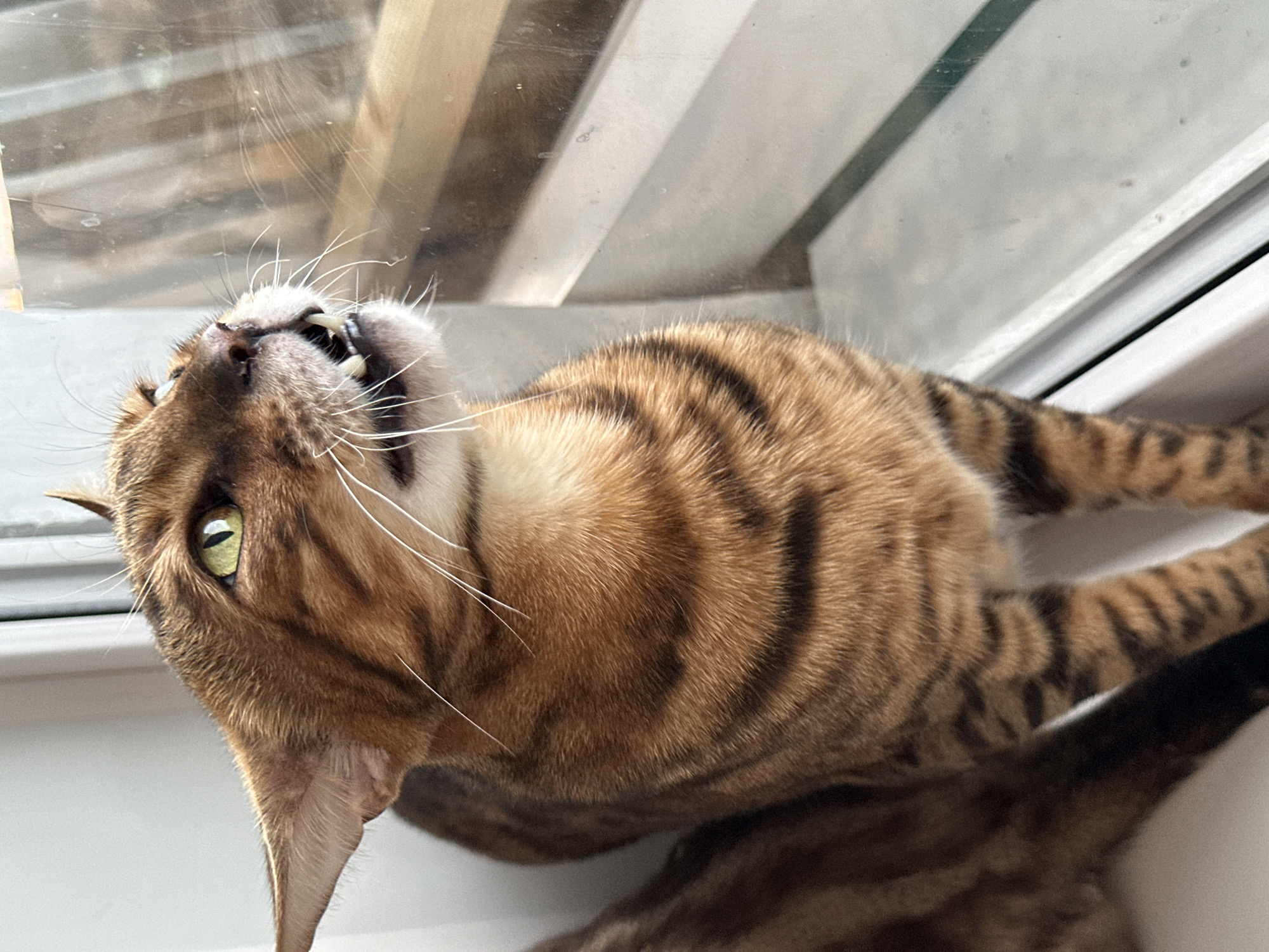 A Bengal cat with green eyes and distinctive striped markings is looking out a window, with its mouth slightly open and teeth visible. The cat is positioned on a white windowsill. The window pane reflects a blurry, outdoor scene, possibly of a building and sky. The background is a plain white wall. The image is a close-up of the cat's head and upper body, cropped from the side. The image location is identified as the city of Gornyi Erik, Russia.