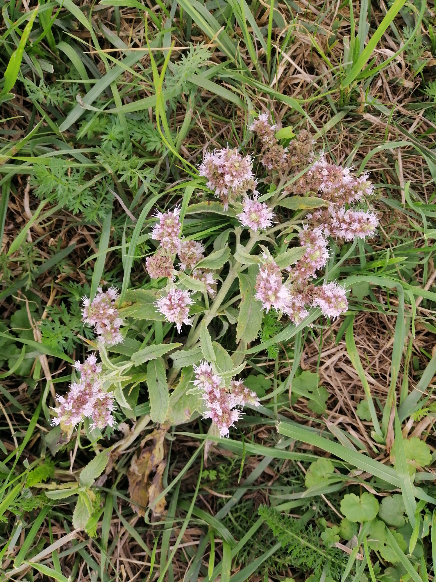A close-up, overhead shot captures a cluster of small, light pink flowers with white stamens, blooming from a green plant with serrated leaves. The plant is situated amidst dry brown grass and fresh green blades of grass, typical of a natural outdoor environment. The scene is likely a field or meadow. No people or man-made objects are visible. The lighting suggests it is daytime, with diffused natural light. The image provides no specific indicators of its location within the city of Krasnoluka, Ukraine, beyond being an outdoor natural setting.