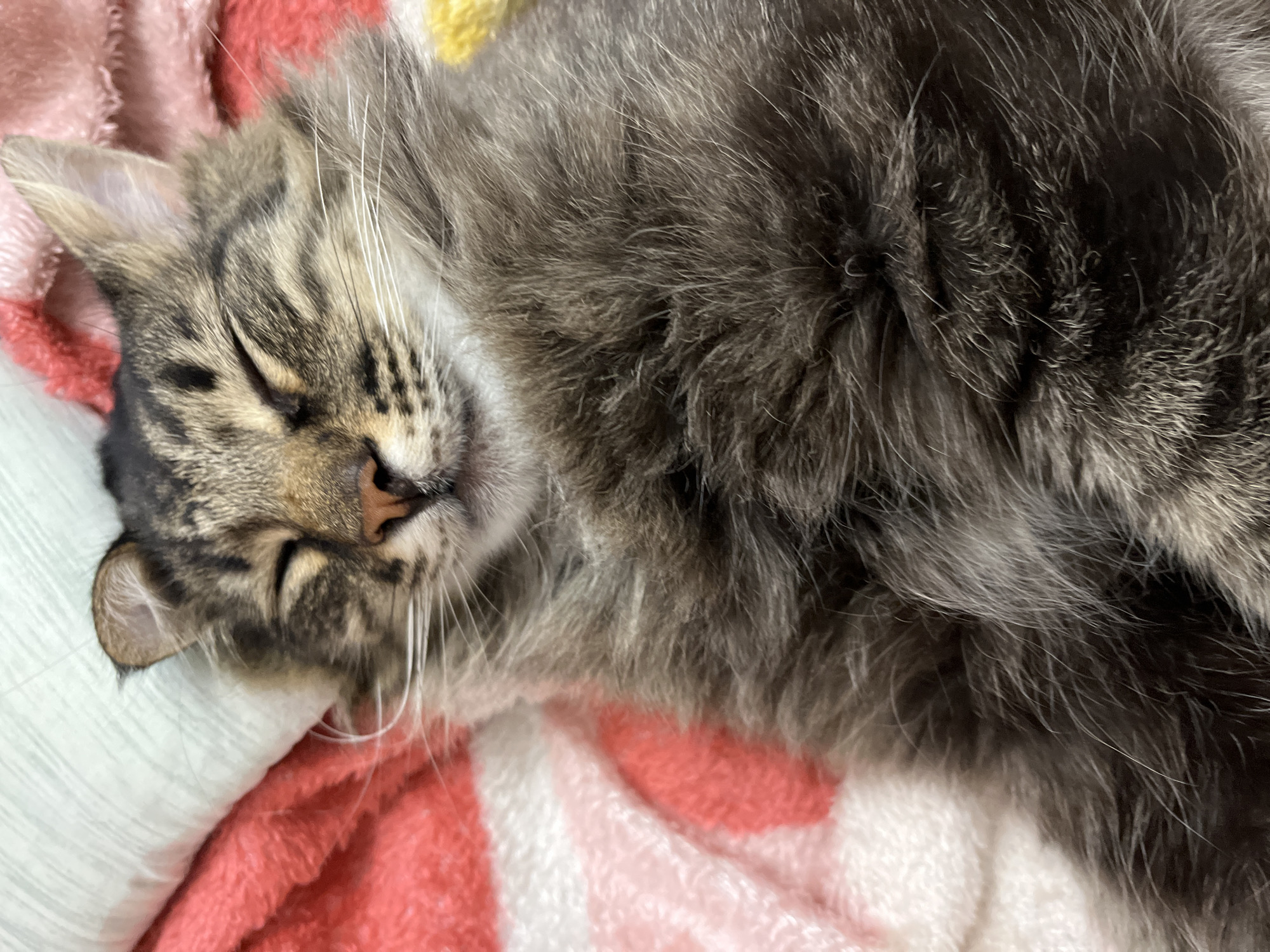 A long-haired tabby cat is sleeping on a striped blanket in the city of Krasnyye Barrikady, Russia. The cat is lying on its side, with its eyes closed and its head resting on a white pillow. The blanket is pink and white, with some yellow at the top. The cat's fur is brown and black, and it has white whiskers. The cat appears to be relaxed and comfortable.