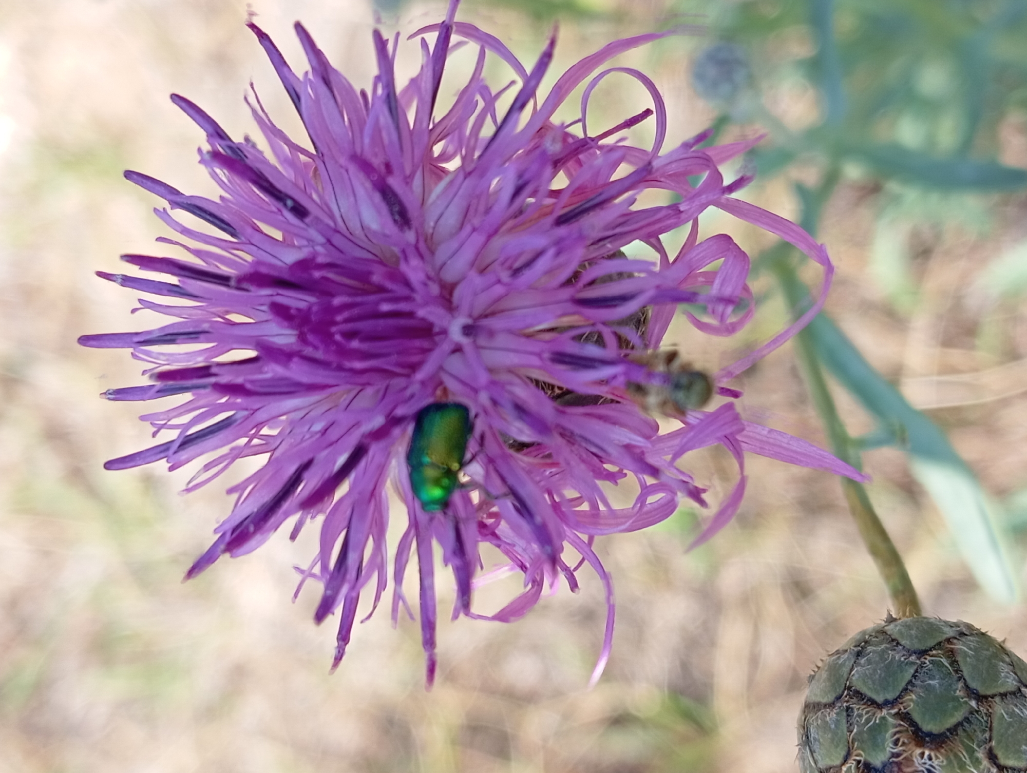 A close-up shot captures a vibrant purple thistle-like flower in focus. A small, iridescent green beetle is perched on one of the purple petals, its metallic sheen contrasting with the flower's color. Below the beetle, a fuzzy bee is also visible, appearing to be engaged with the flower. In the lower left corner, a spiky, green bud of the same plant is partially visible. The background is a soft blur of dry grasses and green foliage, suggesting an outdoor, natural setting. The image quality is slightly soft, indicative of a macro photograph. The scene is not recognizable as being specifically located in the city of Nitra, Slovakia, as there are no identifiable landmarks or urban elements present.