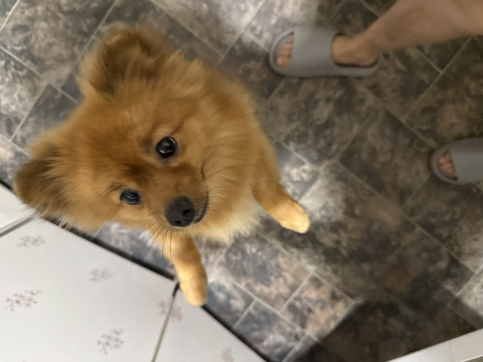 The image shows a Pomeranian dog with fluffy, golden-brown fur looking up at the camera. The dog's eyes are dark and attentive, and its nose is black and wet. Its paws are visible, and it appears to be sitting or standing on a tiled floor. In the background, a person's legs are visible wearing gray slippers. The floor tiles are dark gray with a mottled pattern. To the left of the dog, a white surface with a delicate floral pattern is partially visible. The overall scene suggests an indoor setting, likely a home. The lighting is dim, indicating it could be indoors with artificial light or possibly daytime with overcast weather. No text is visible in the image. The dog's expression seems alert and possibly expectant, typical of a pet interacting with its owner. The location context of Khimki, Russia, provides a geographical reference for the scene.